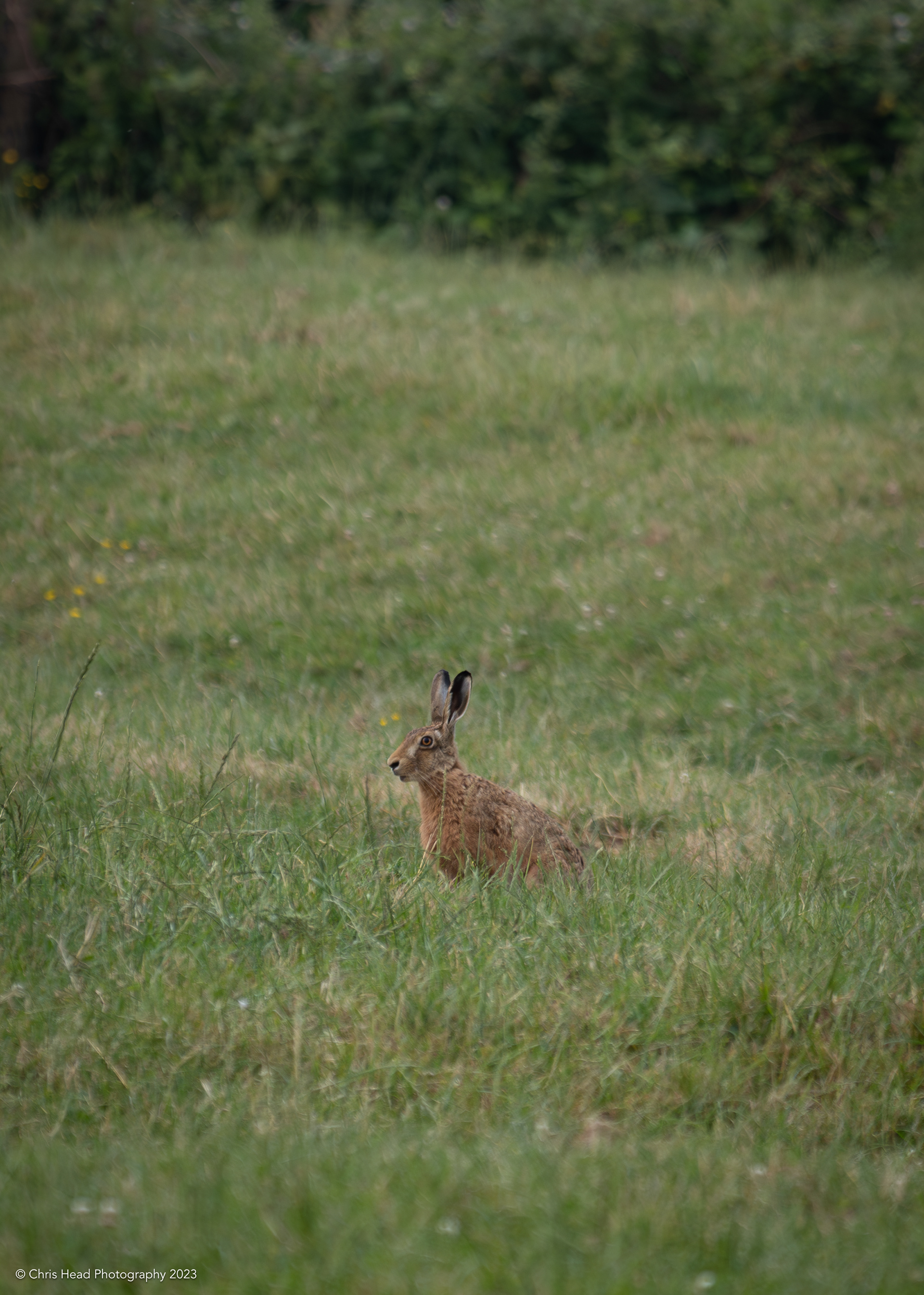 Hare