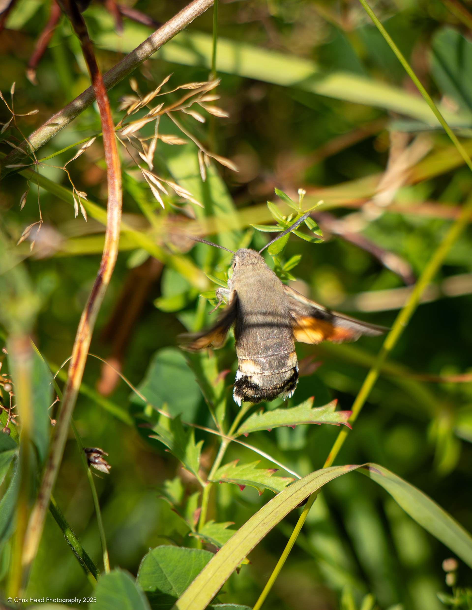 Hummingbird hawk-moth