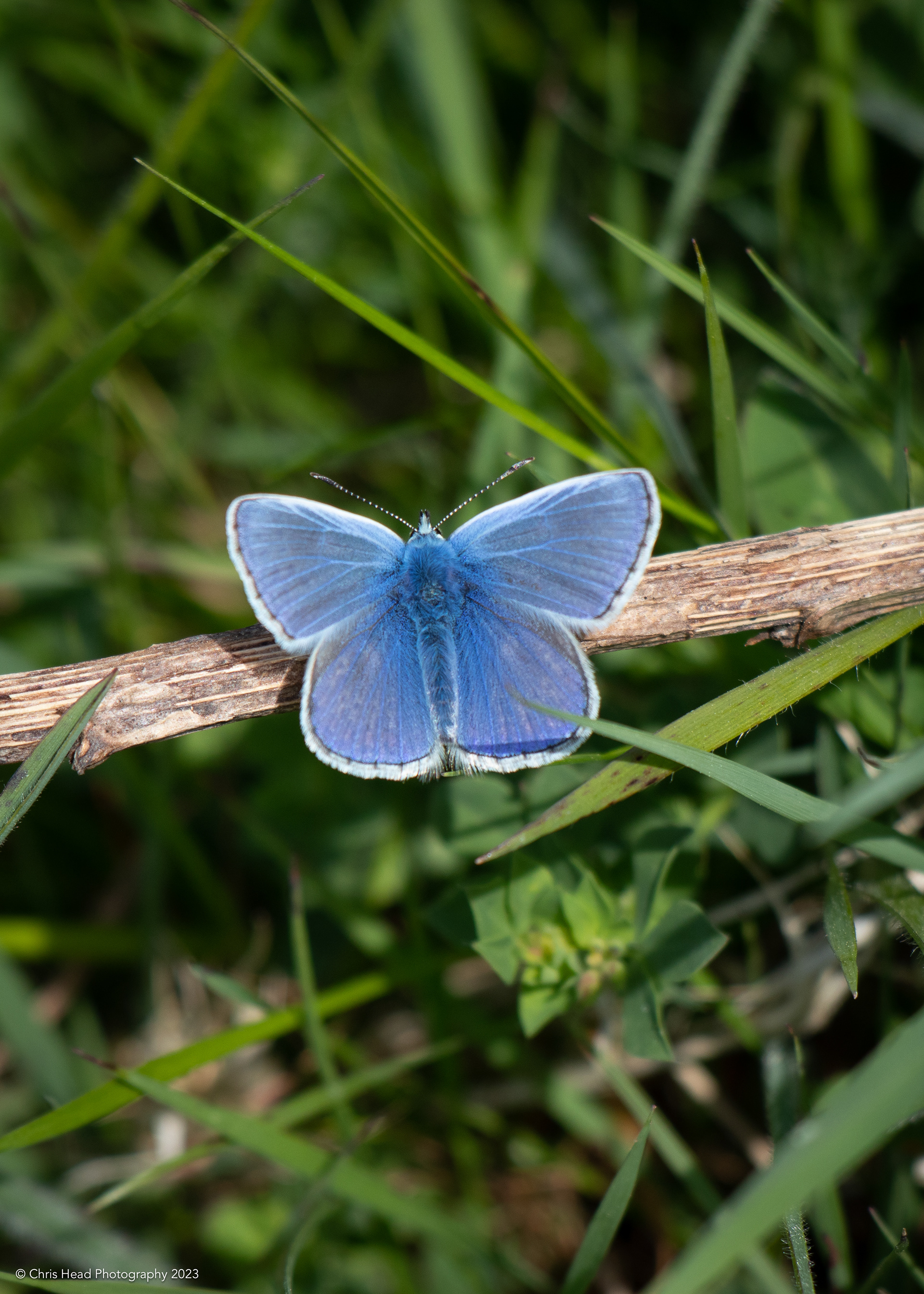 Common Blue