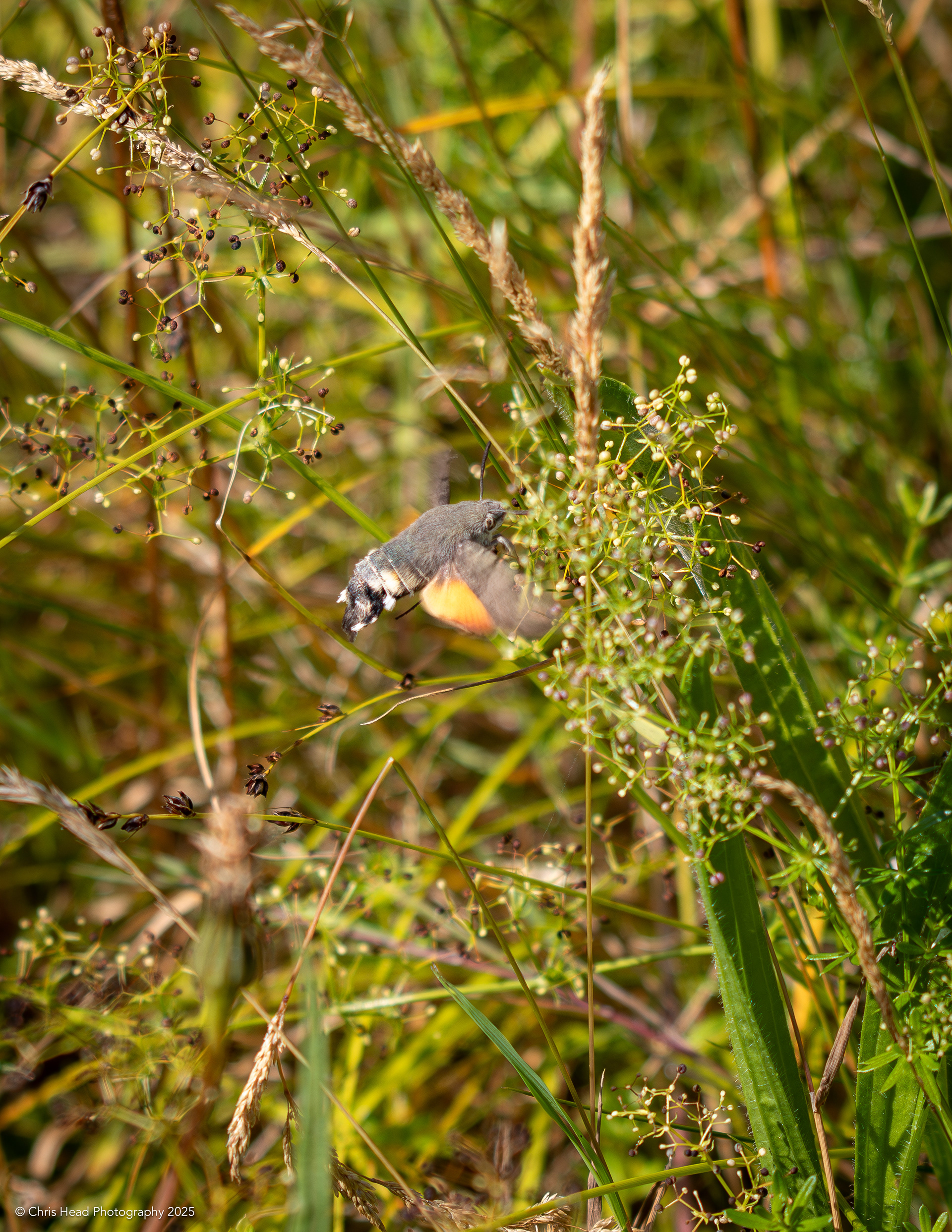 Hummingbird hawk-moth