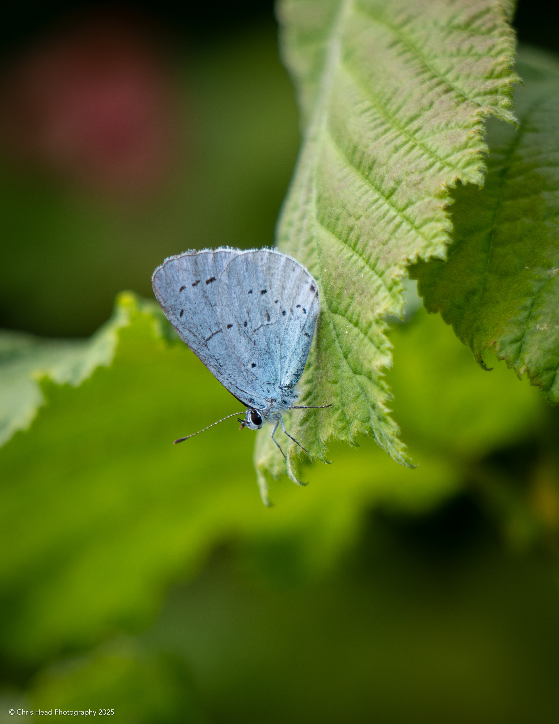 Holly Blue