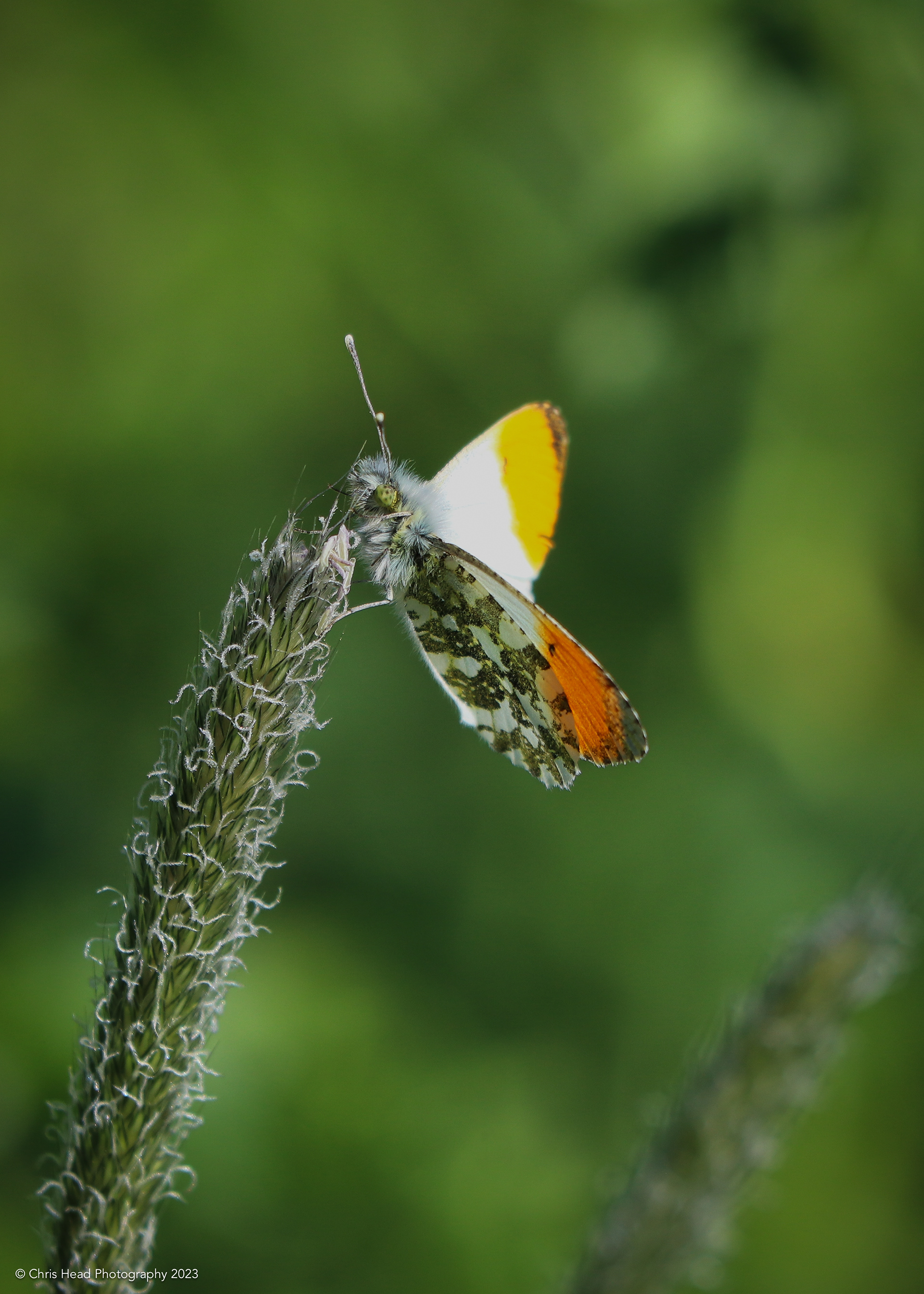 Orange Tipped