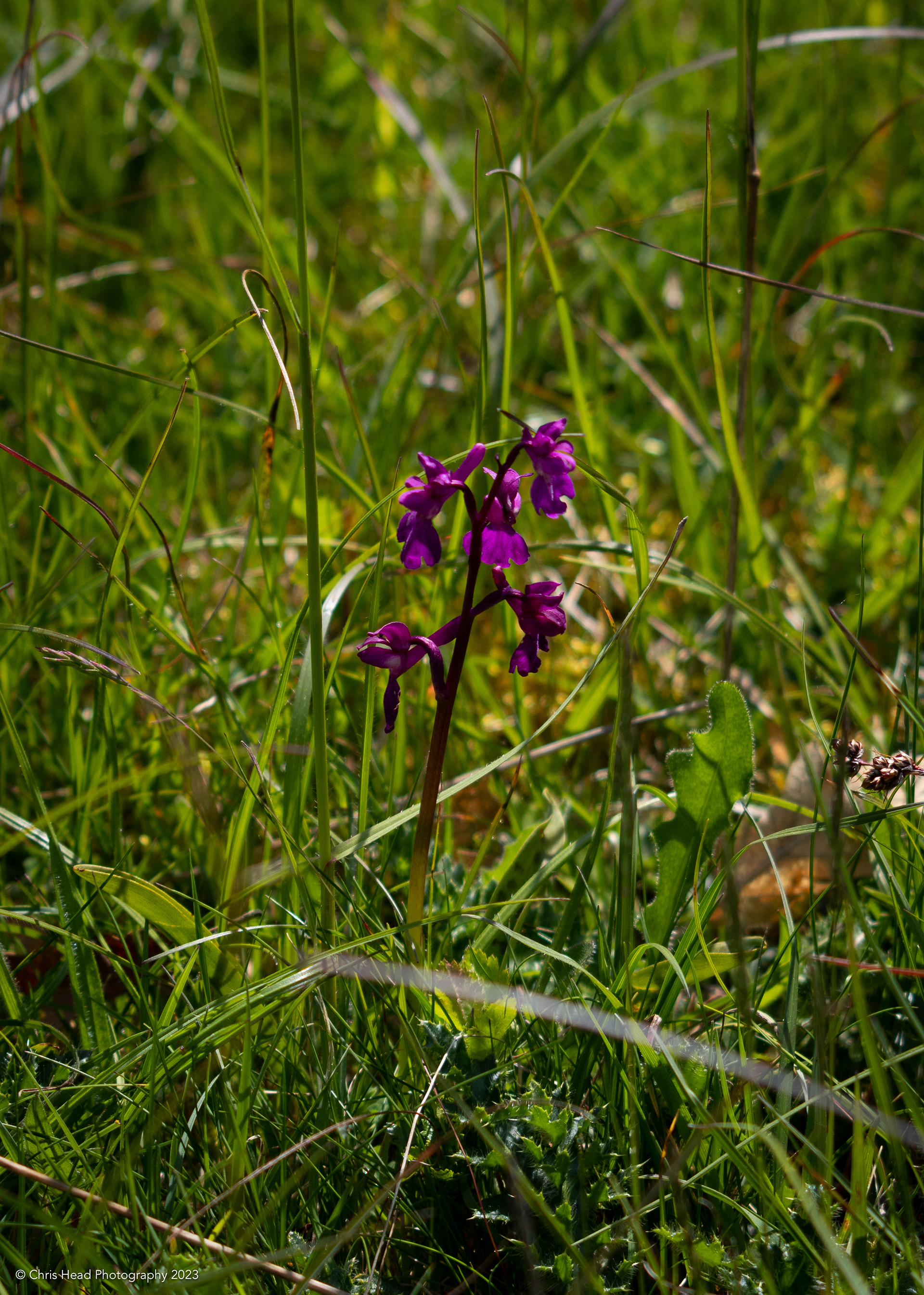 Early Purple Orchid, Doleburry Warren