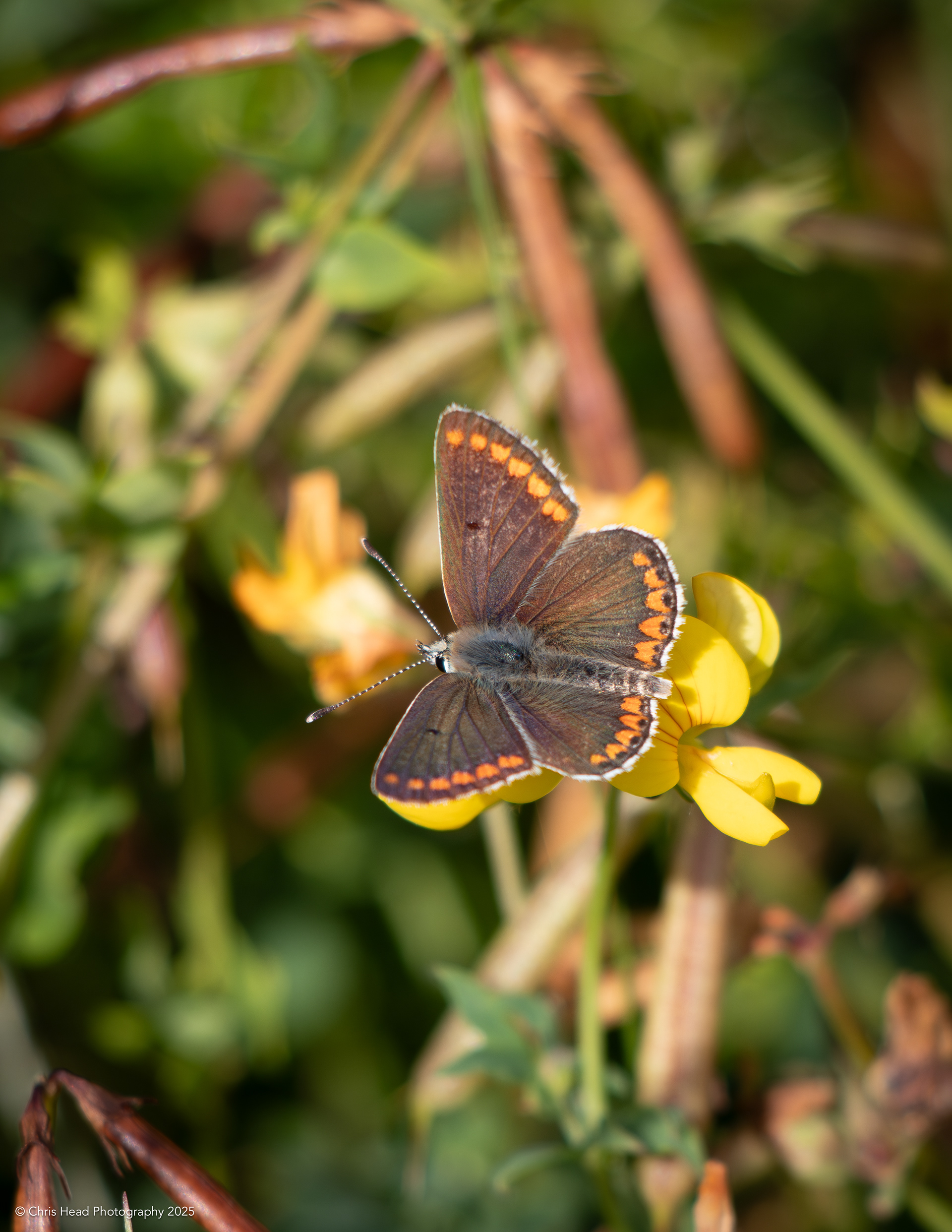Brown Argus