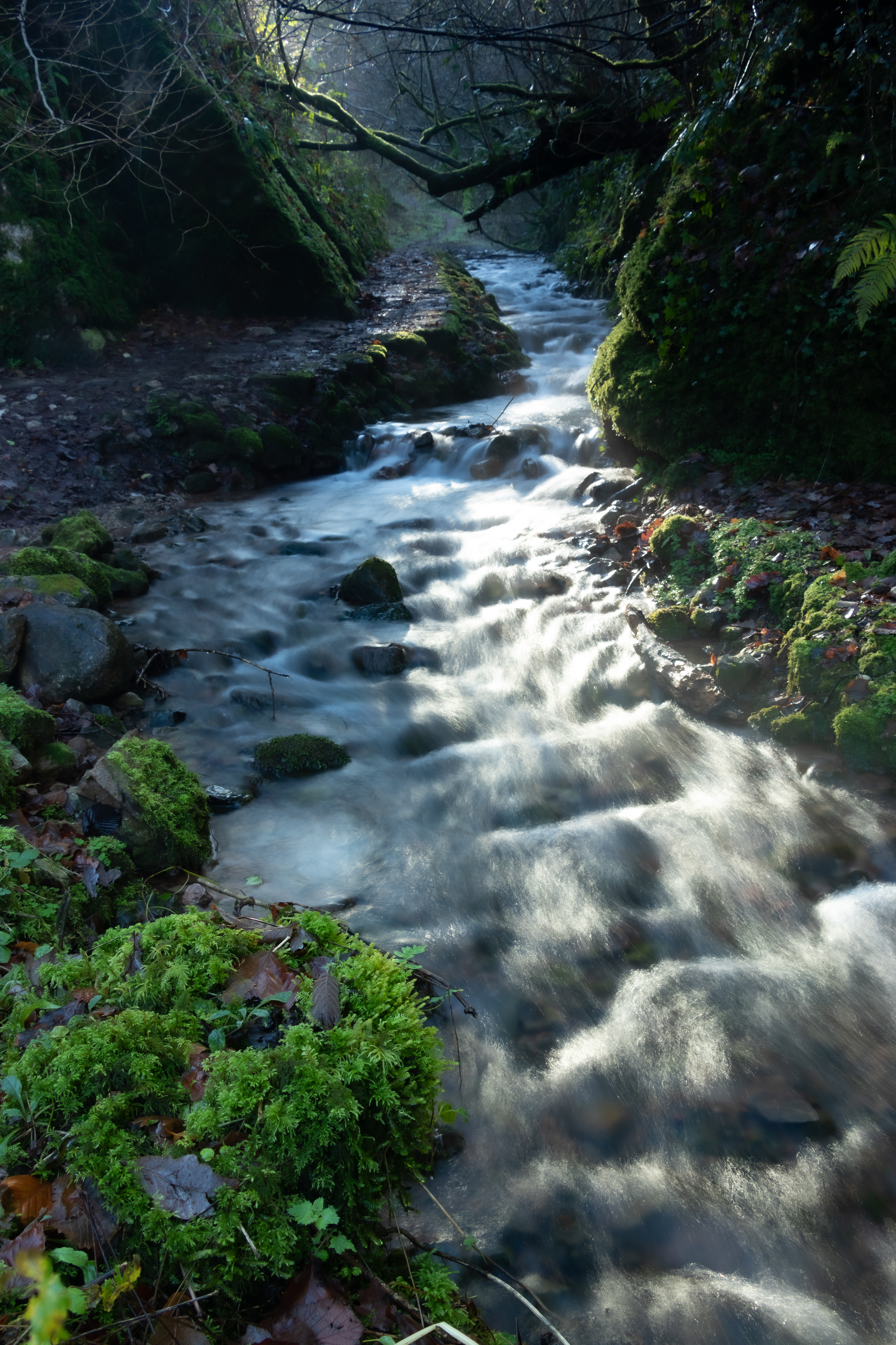 Molly Brook, Harptree Combe