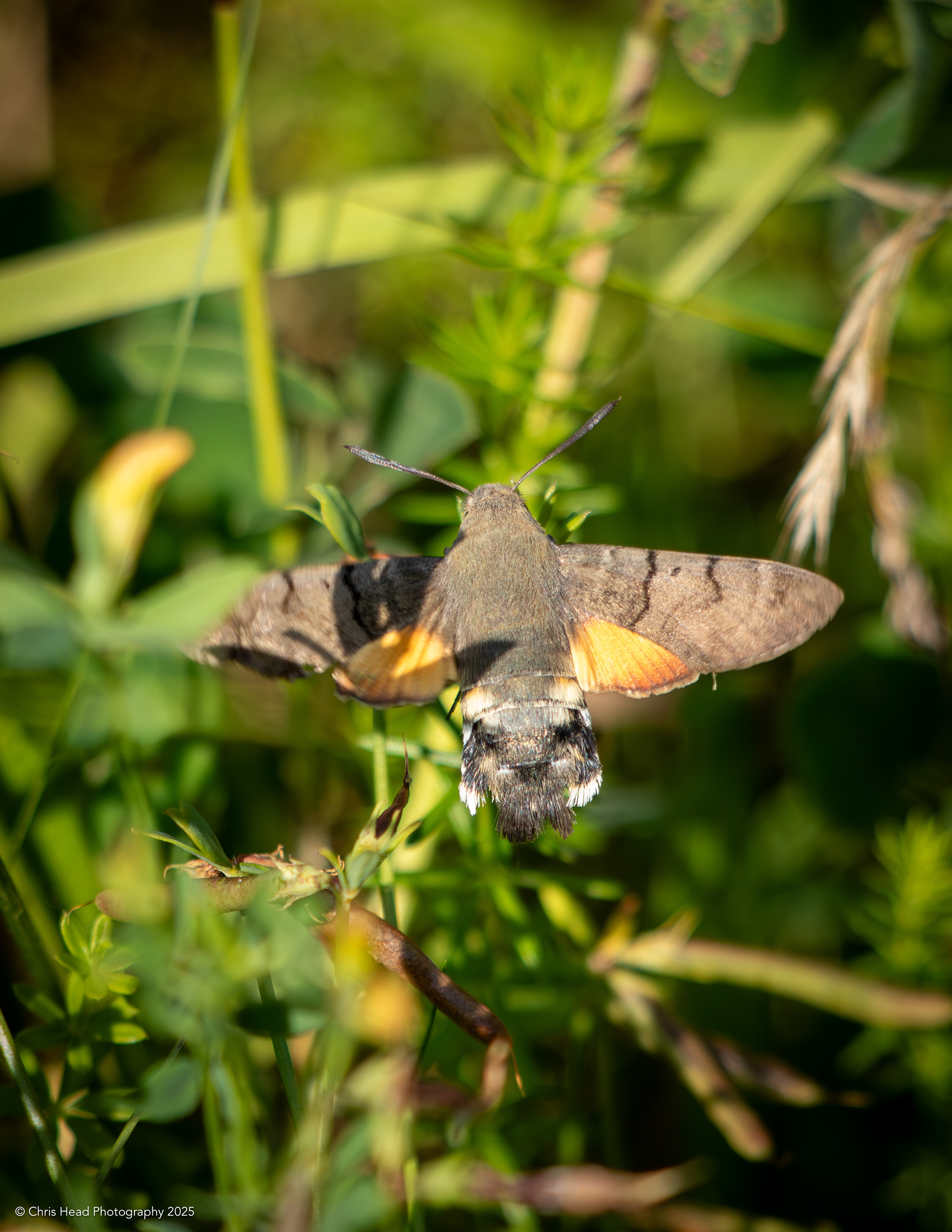 Hummingbird hawk-moth