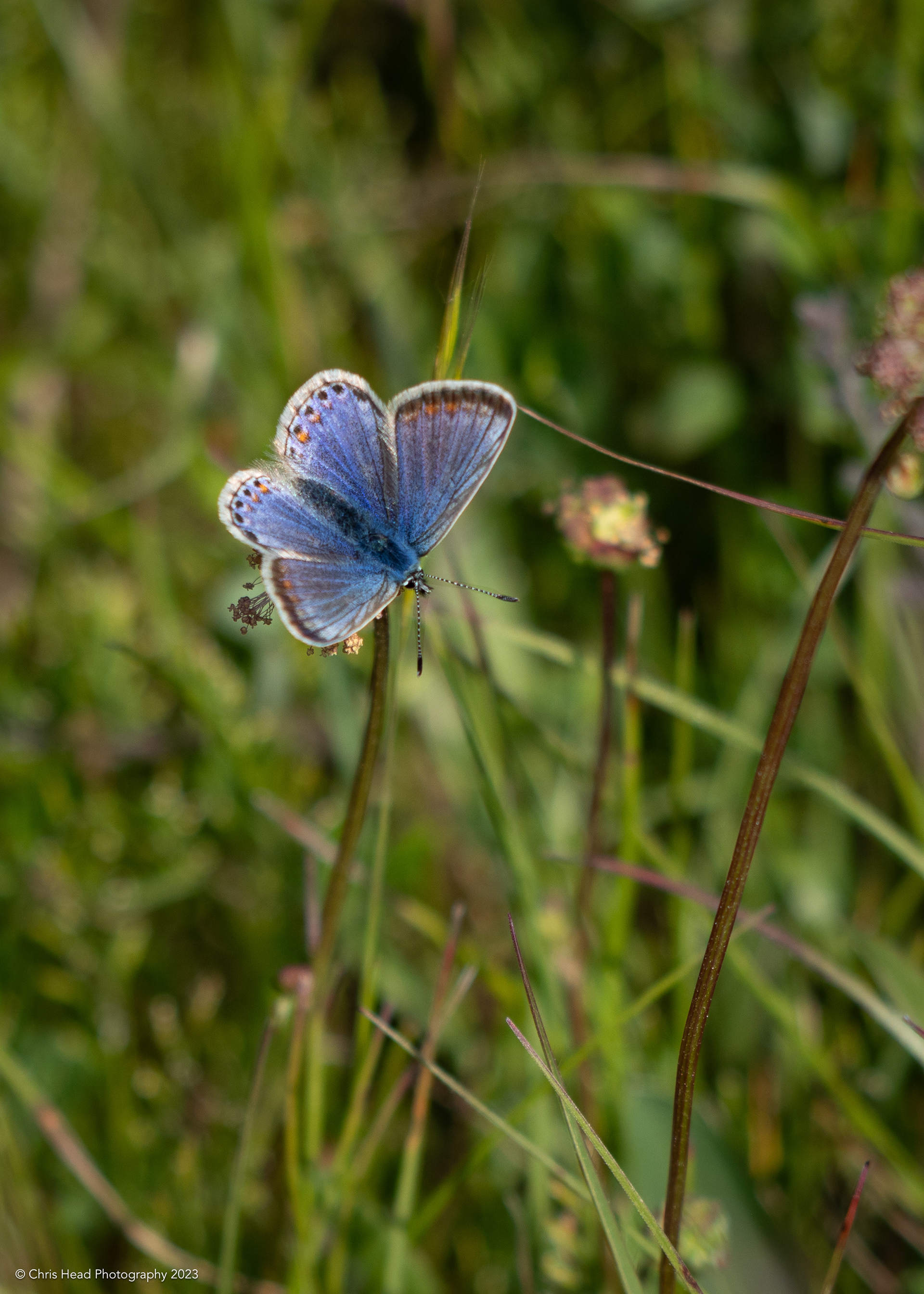 Brown Argus (female)