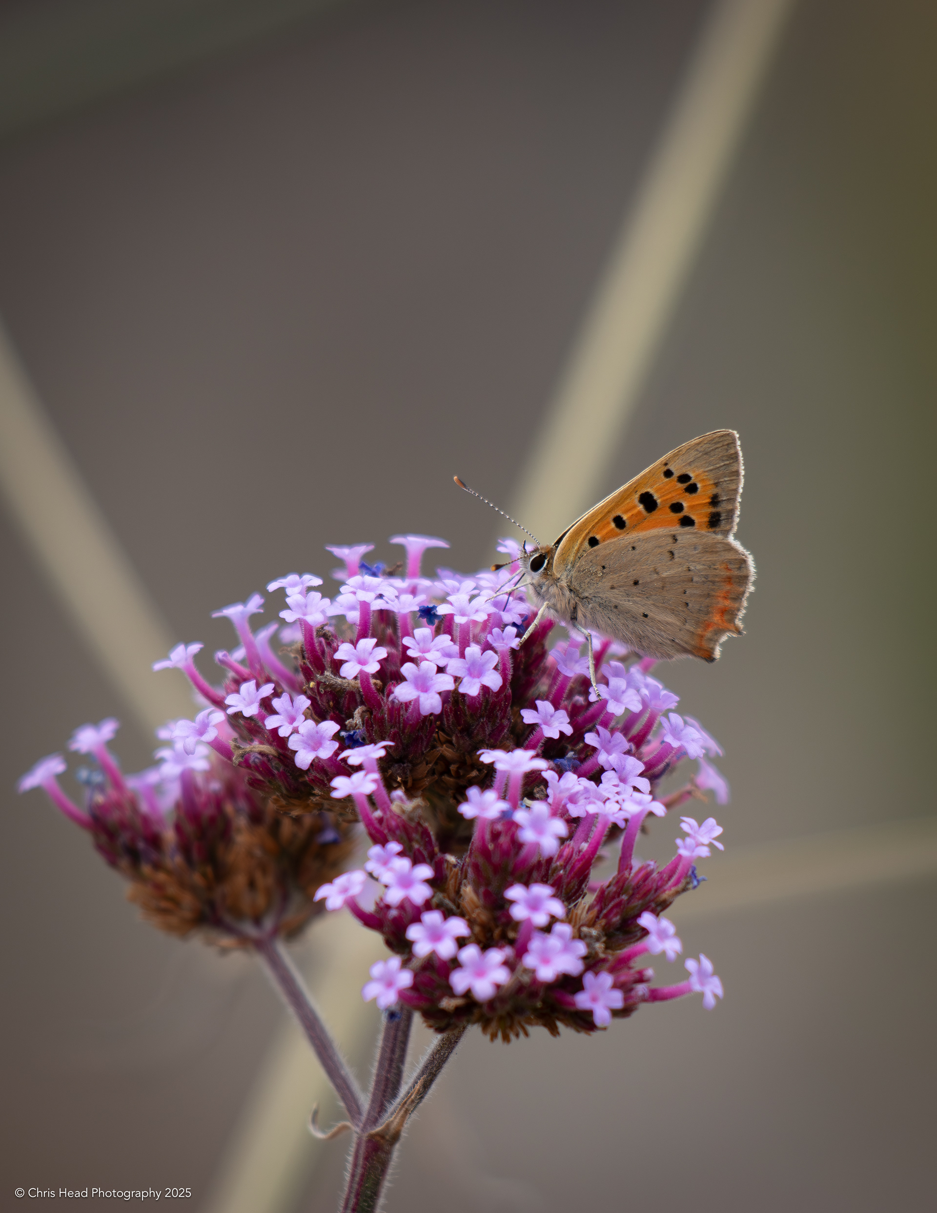 Small Copper