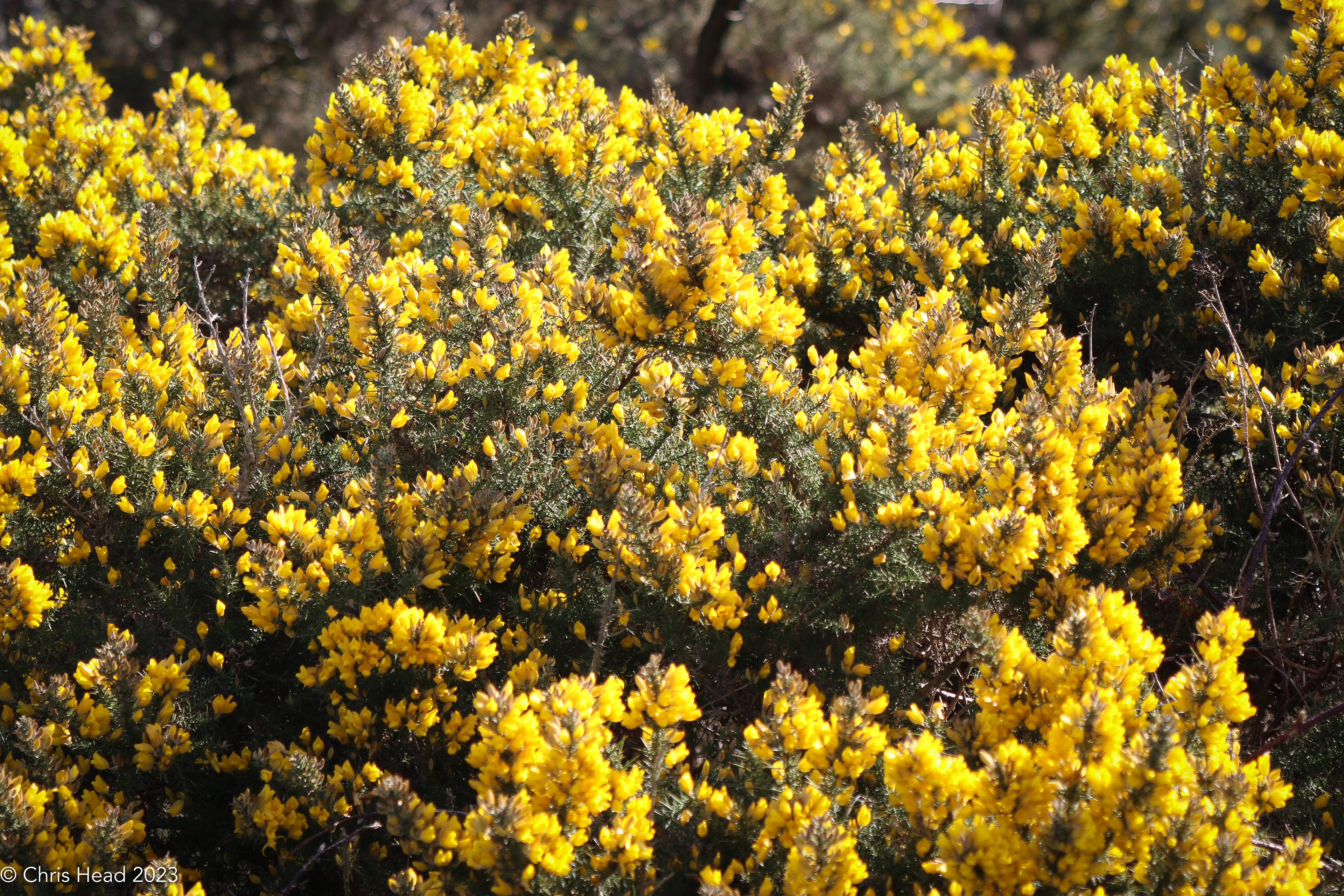 Gorse, Westbury Beacon