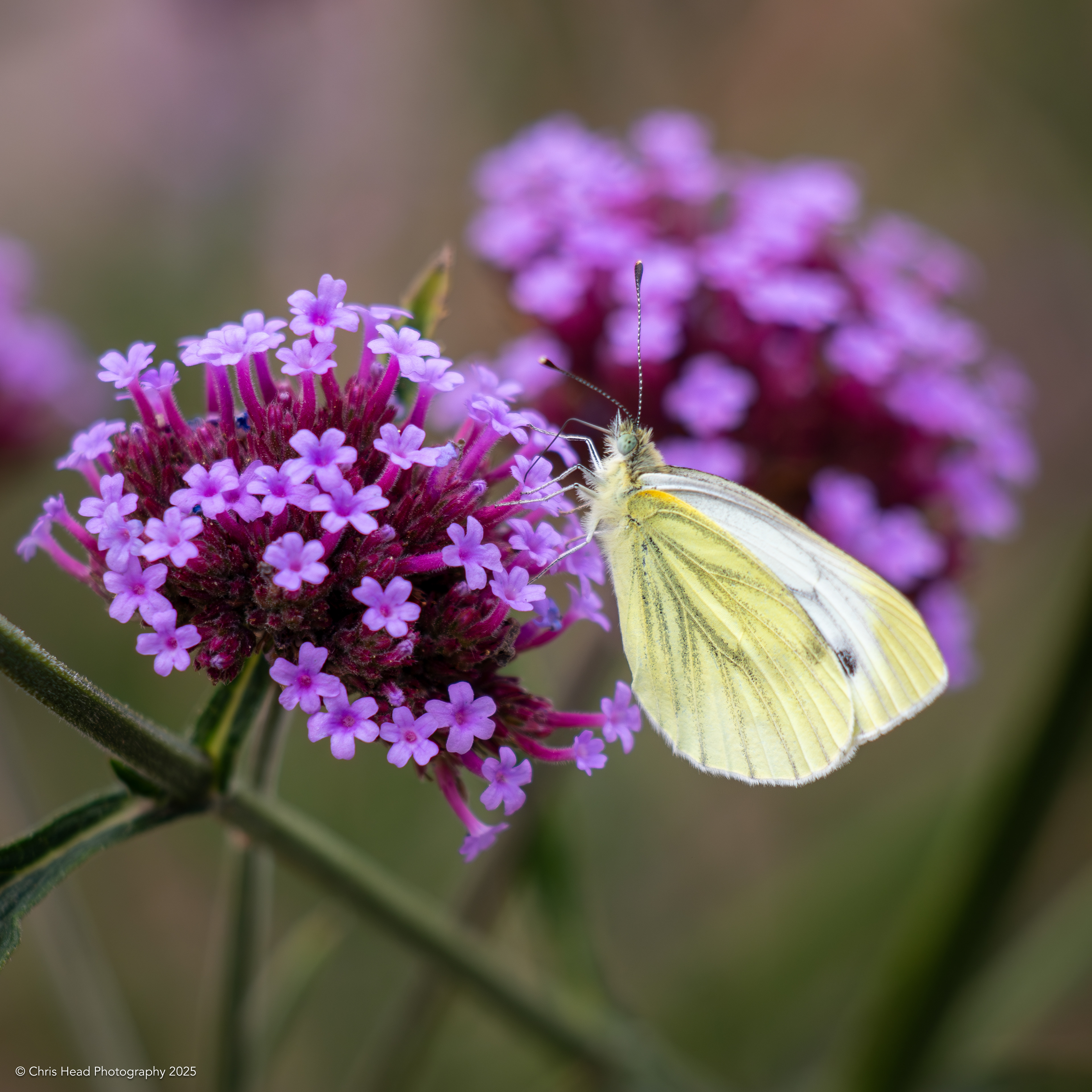 Green Veined White