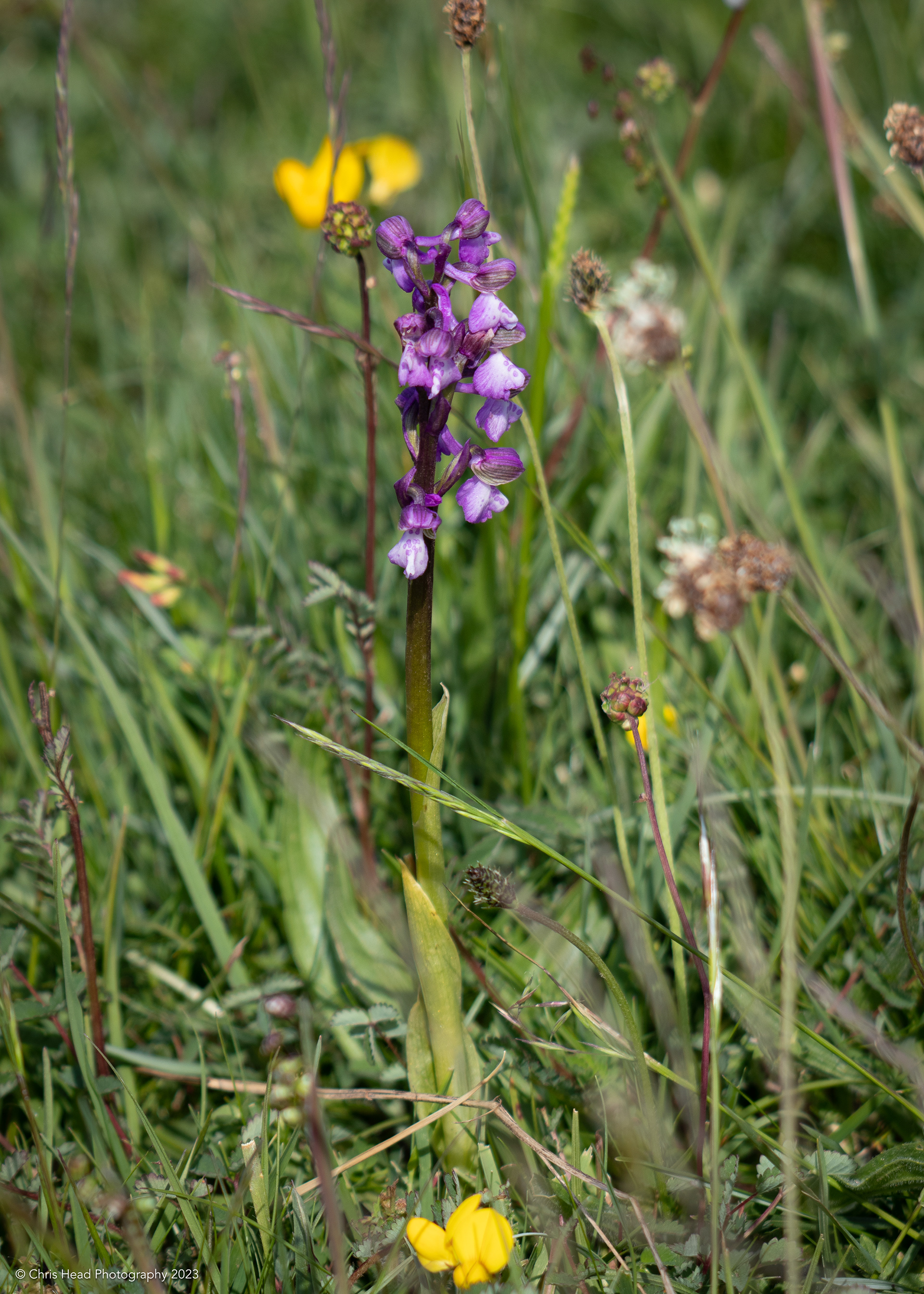 Early Purple Orchid