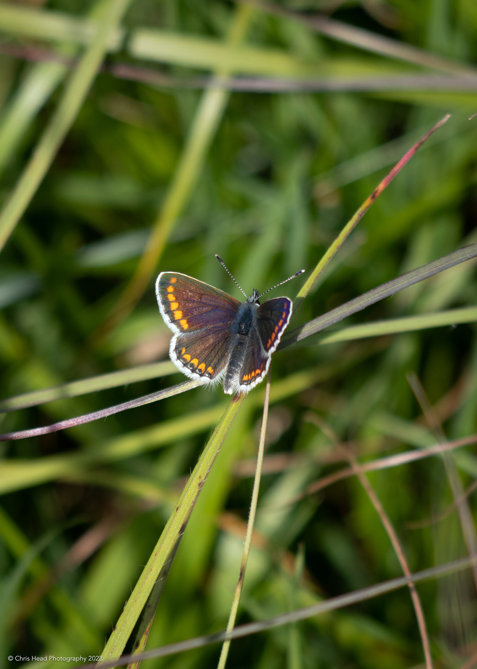Brown Argus
