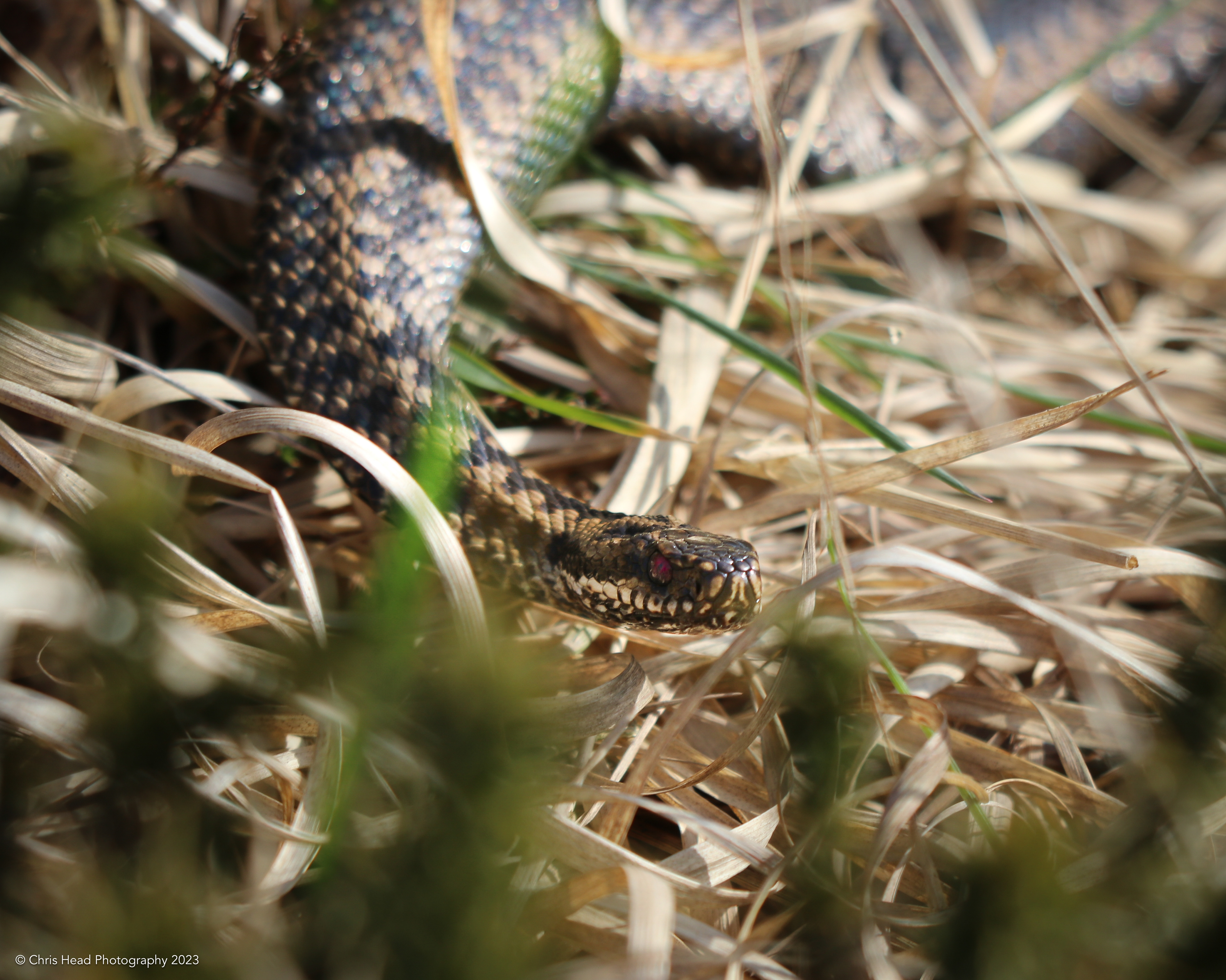 Adder, Charterhouse