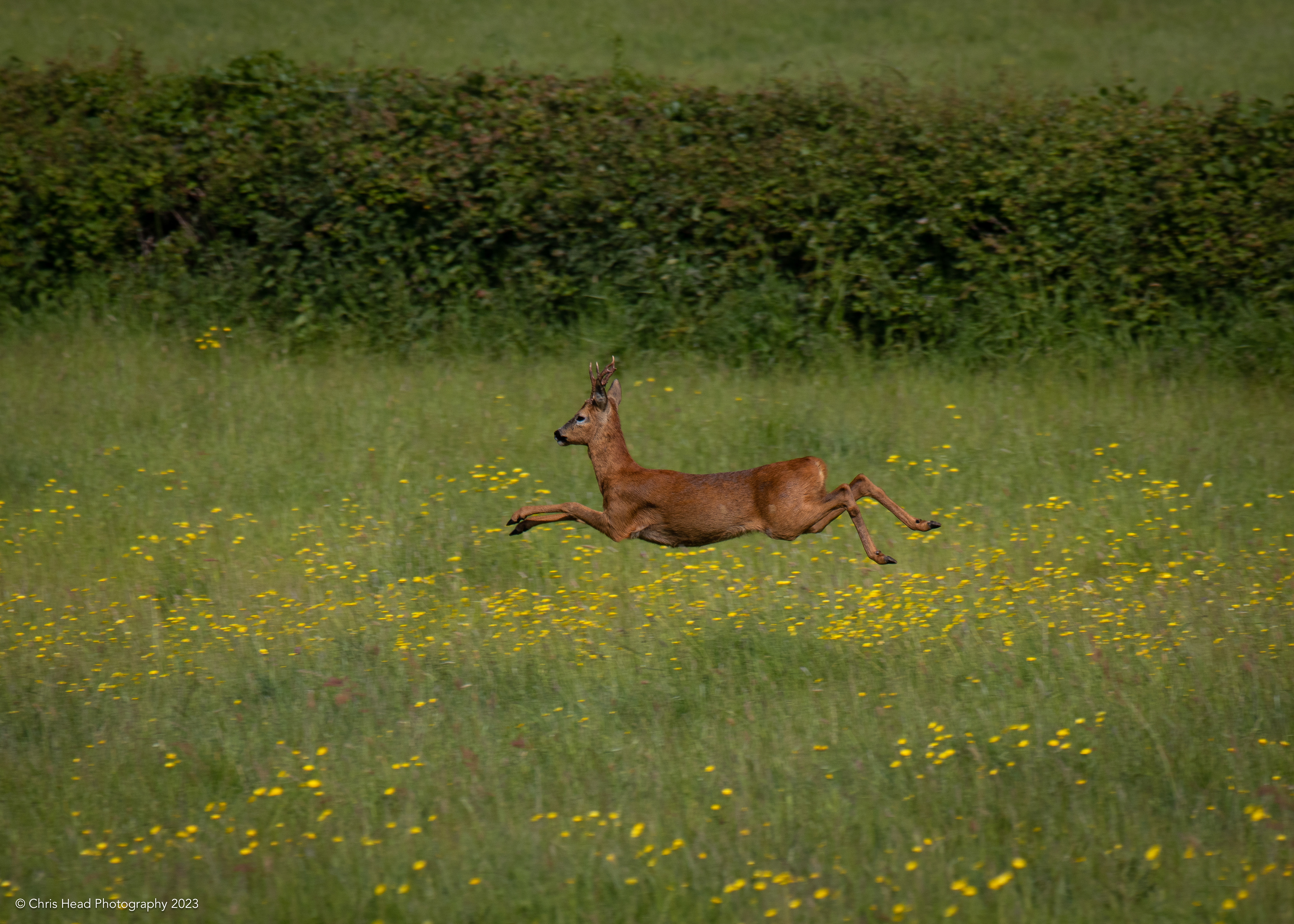 Roe Dear, Westbury sub Mendip
