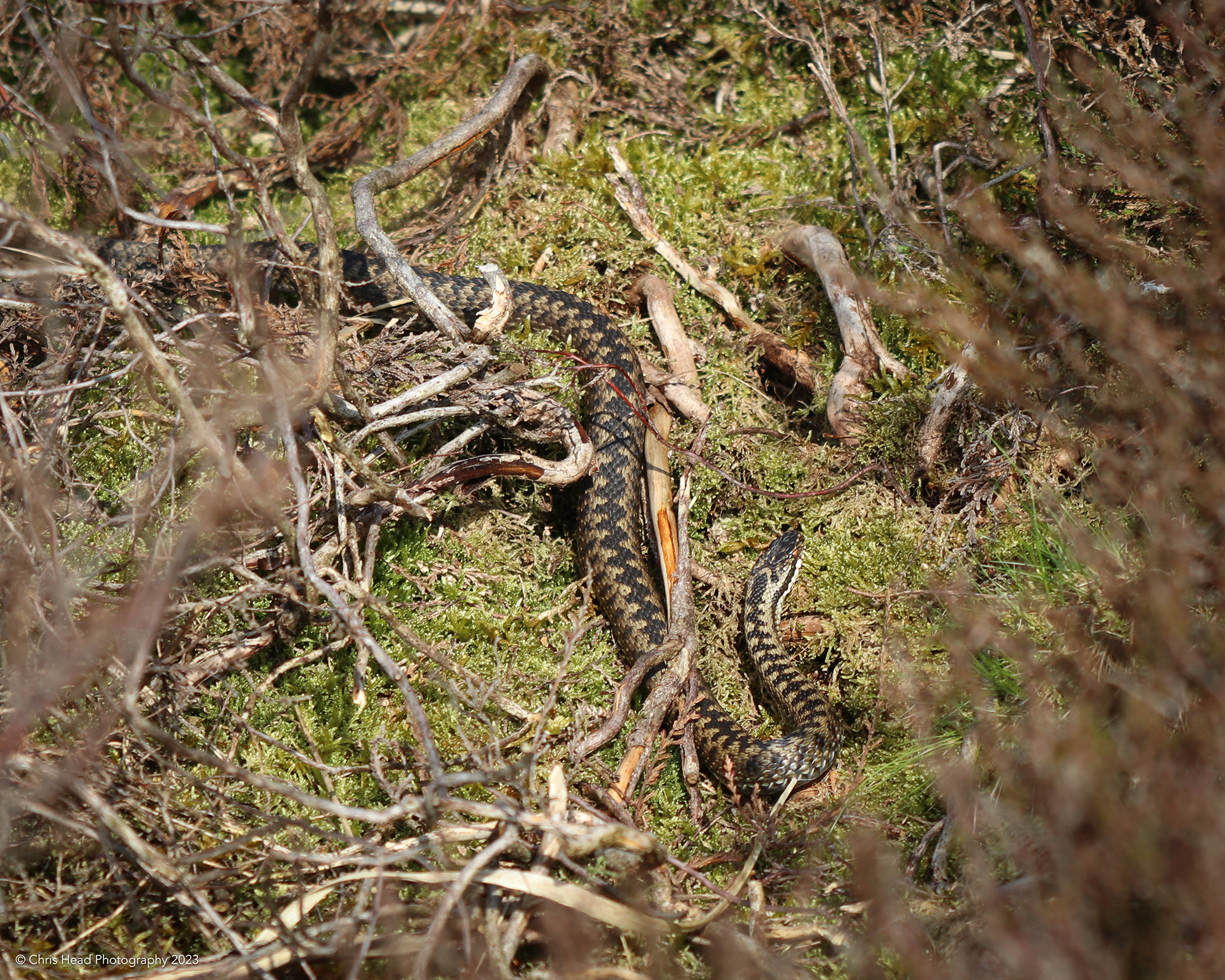 Adder, Charterhouse