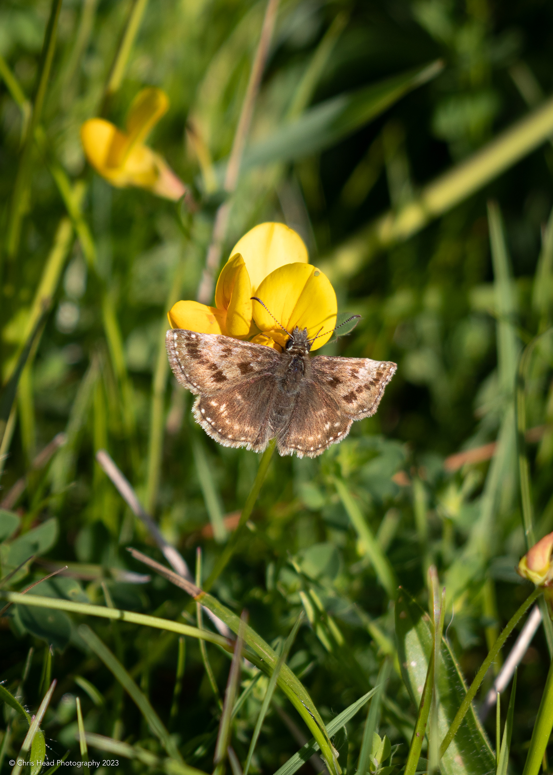 Dingy Skipper