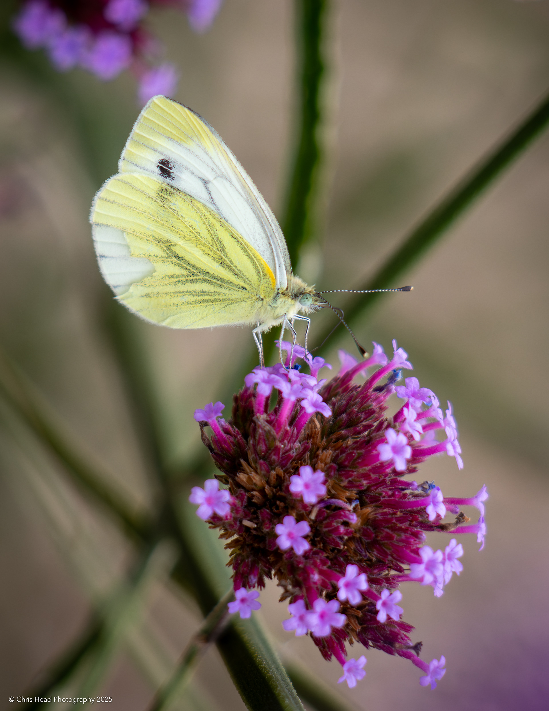 Green Veined White