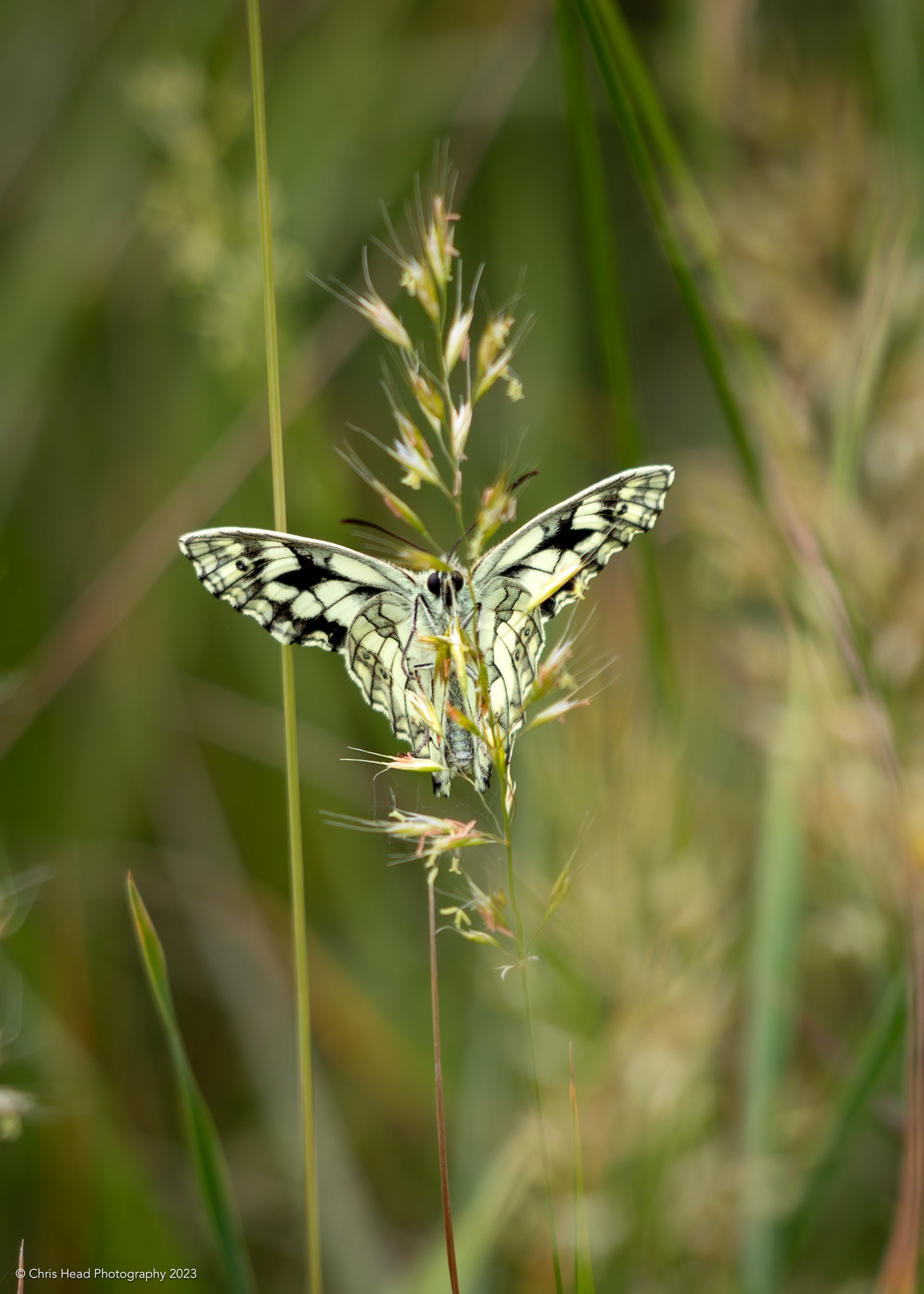 Marbled White