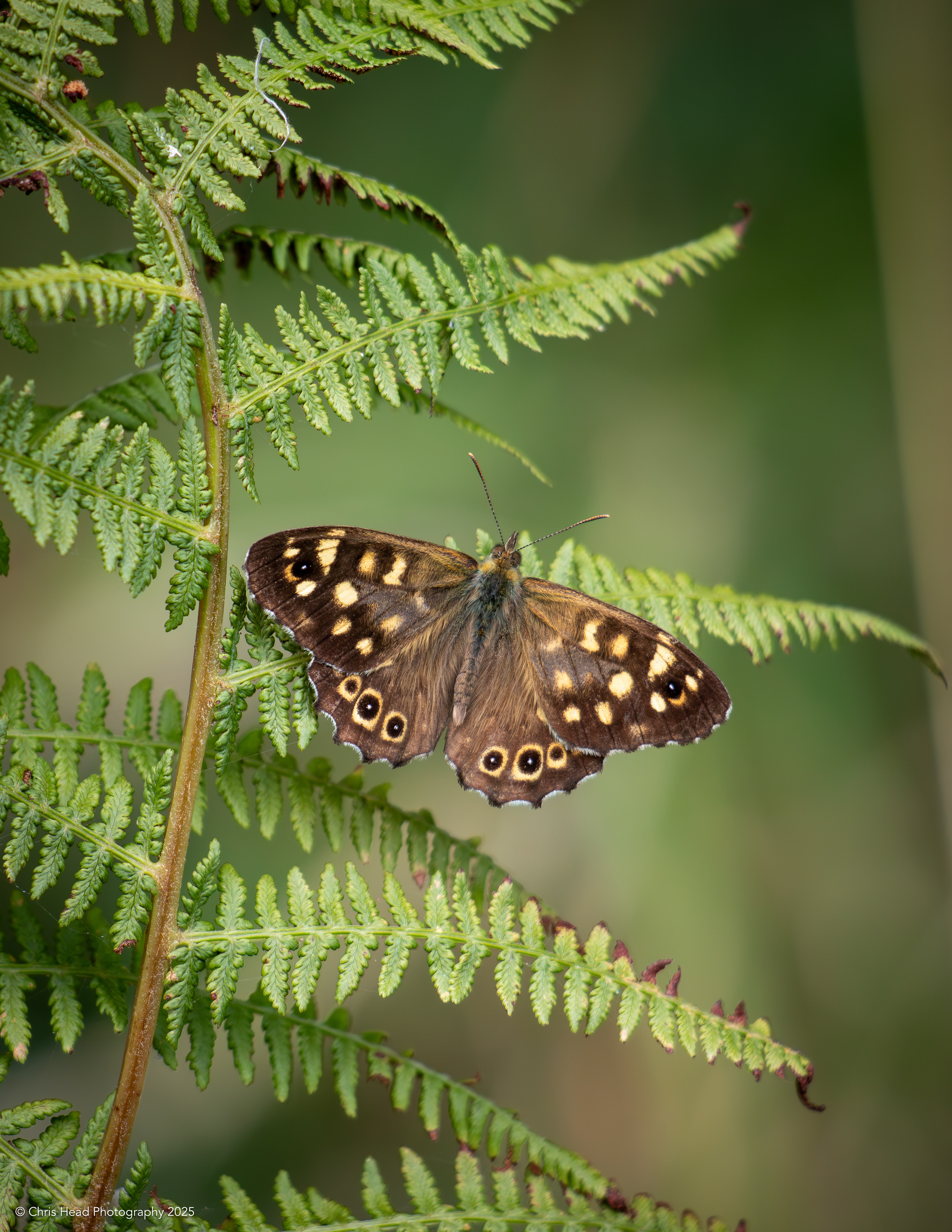 Speckled Wood