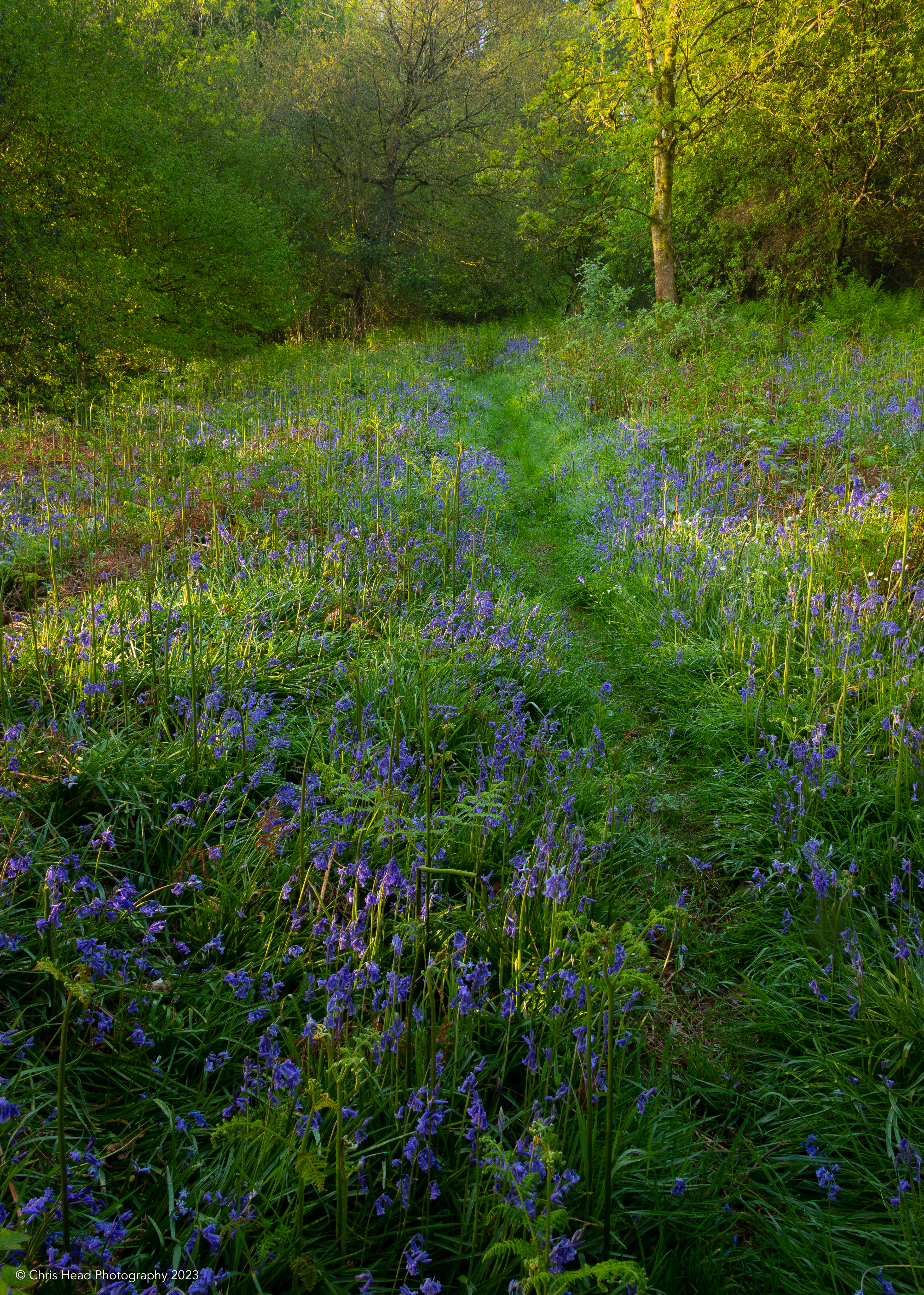 East Harptree Woods 2