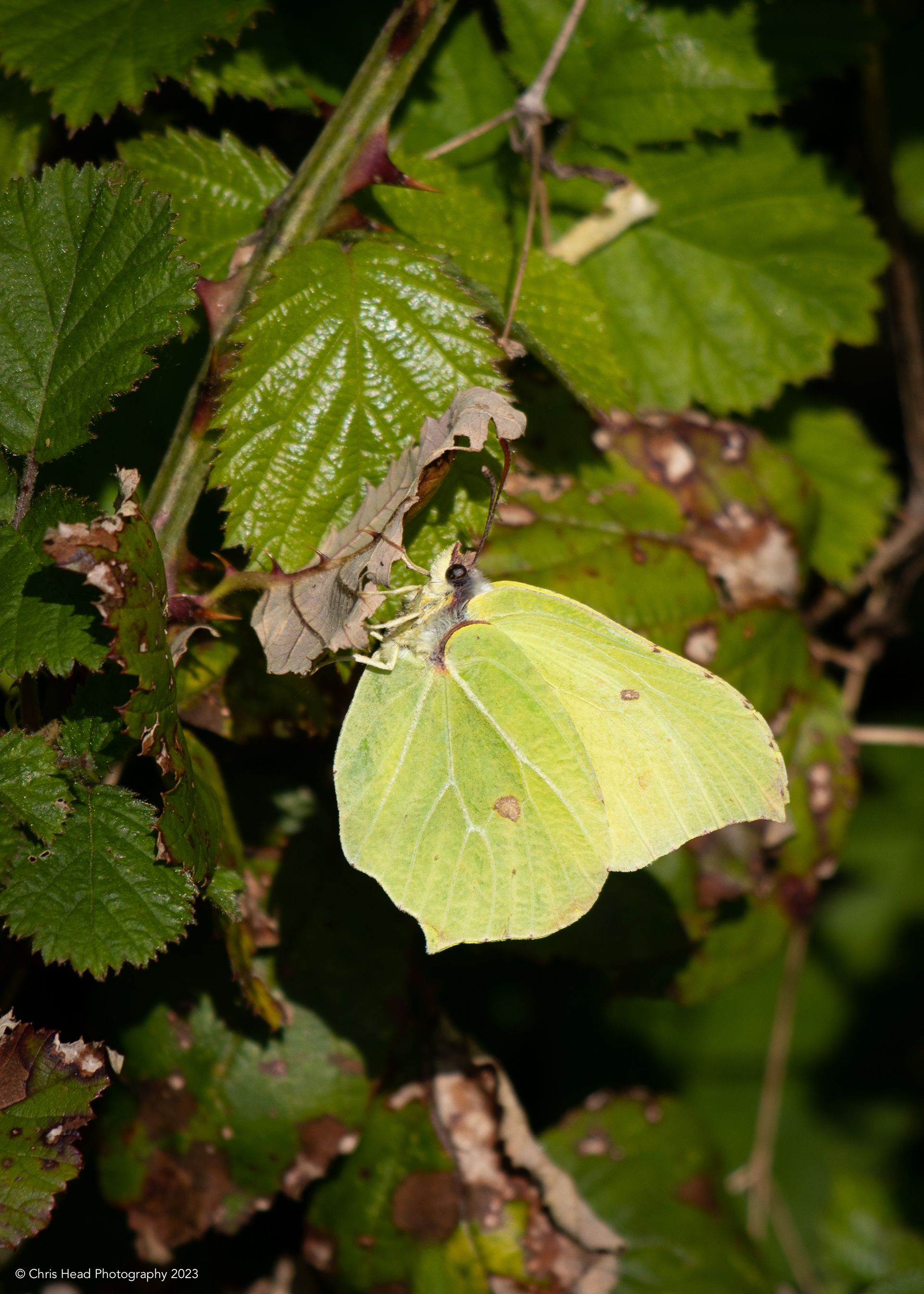 Brimstone