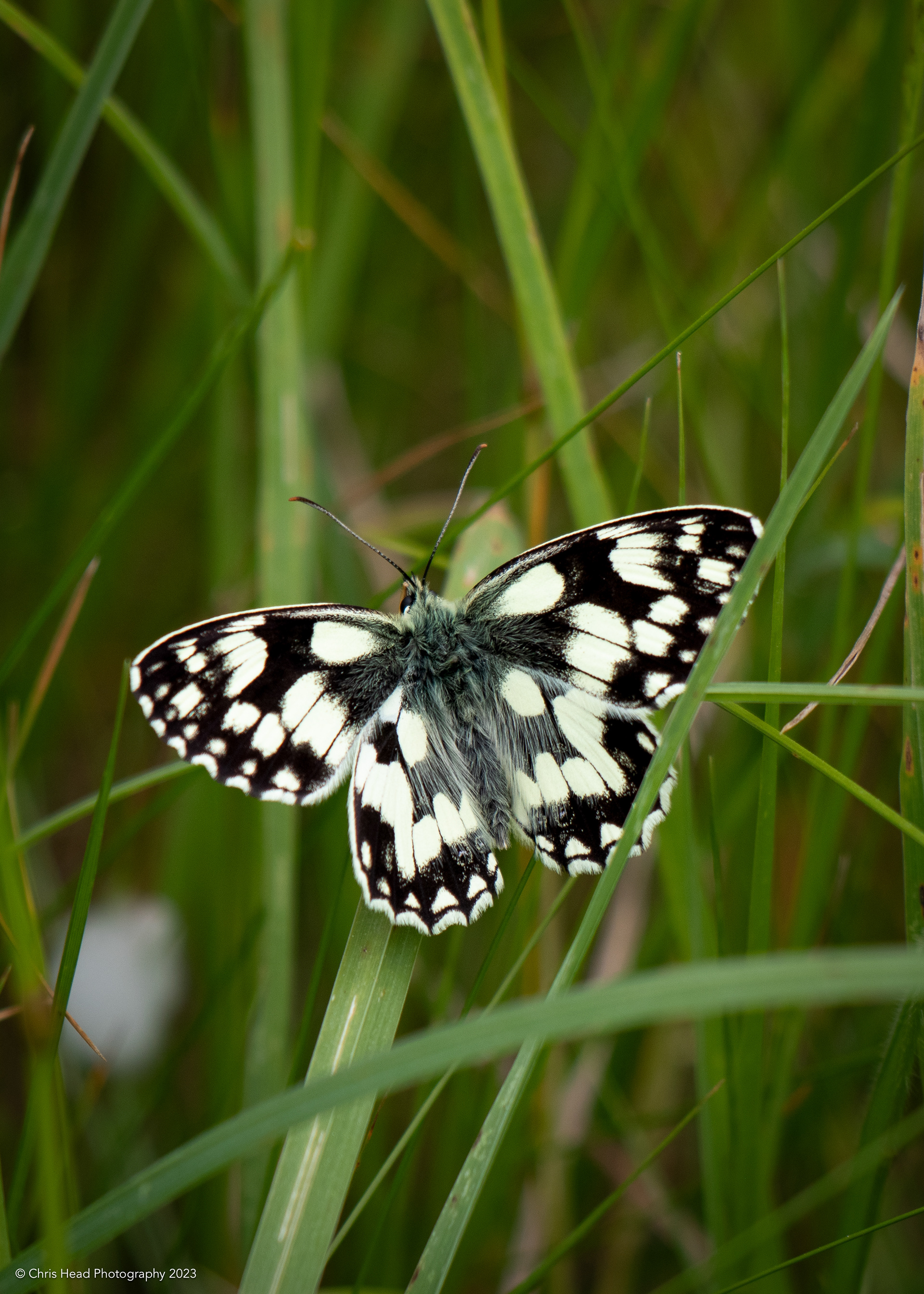 Marbled White