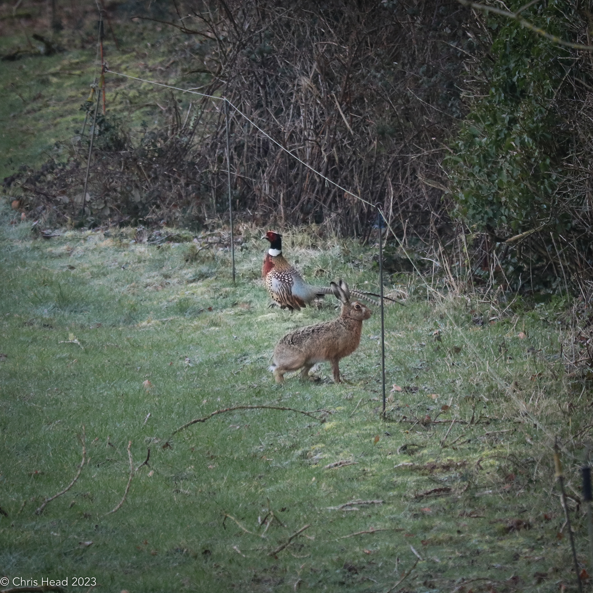 Pheasant and Hare