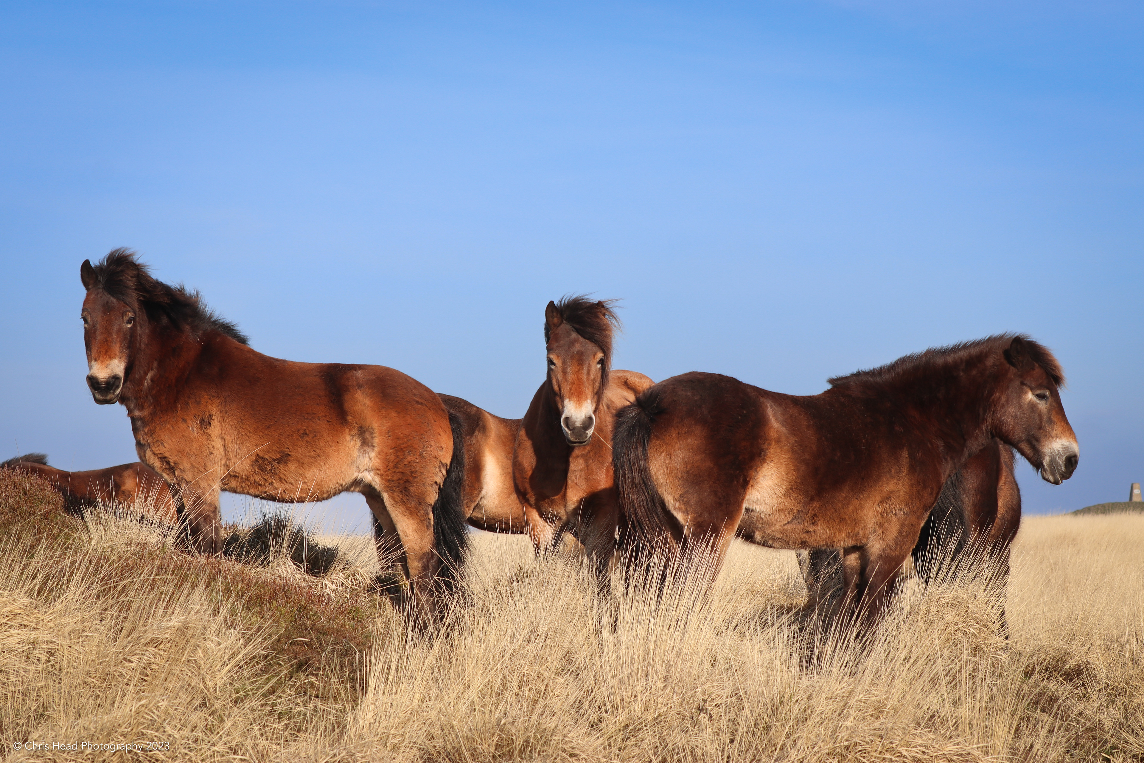 Ponies, Beacon Batch