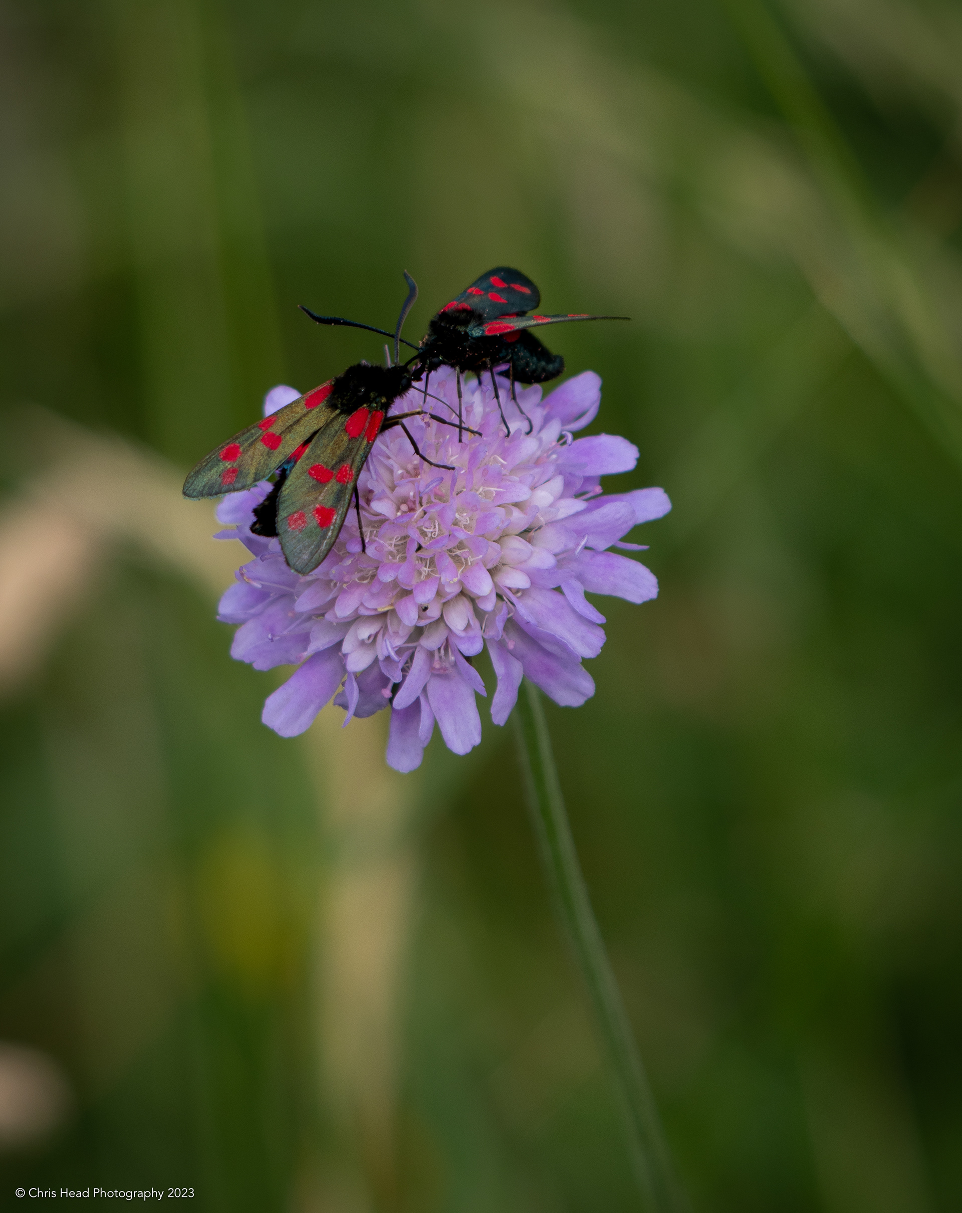 Six Spot Burnett