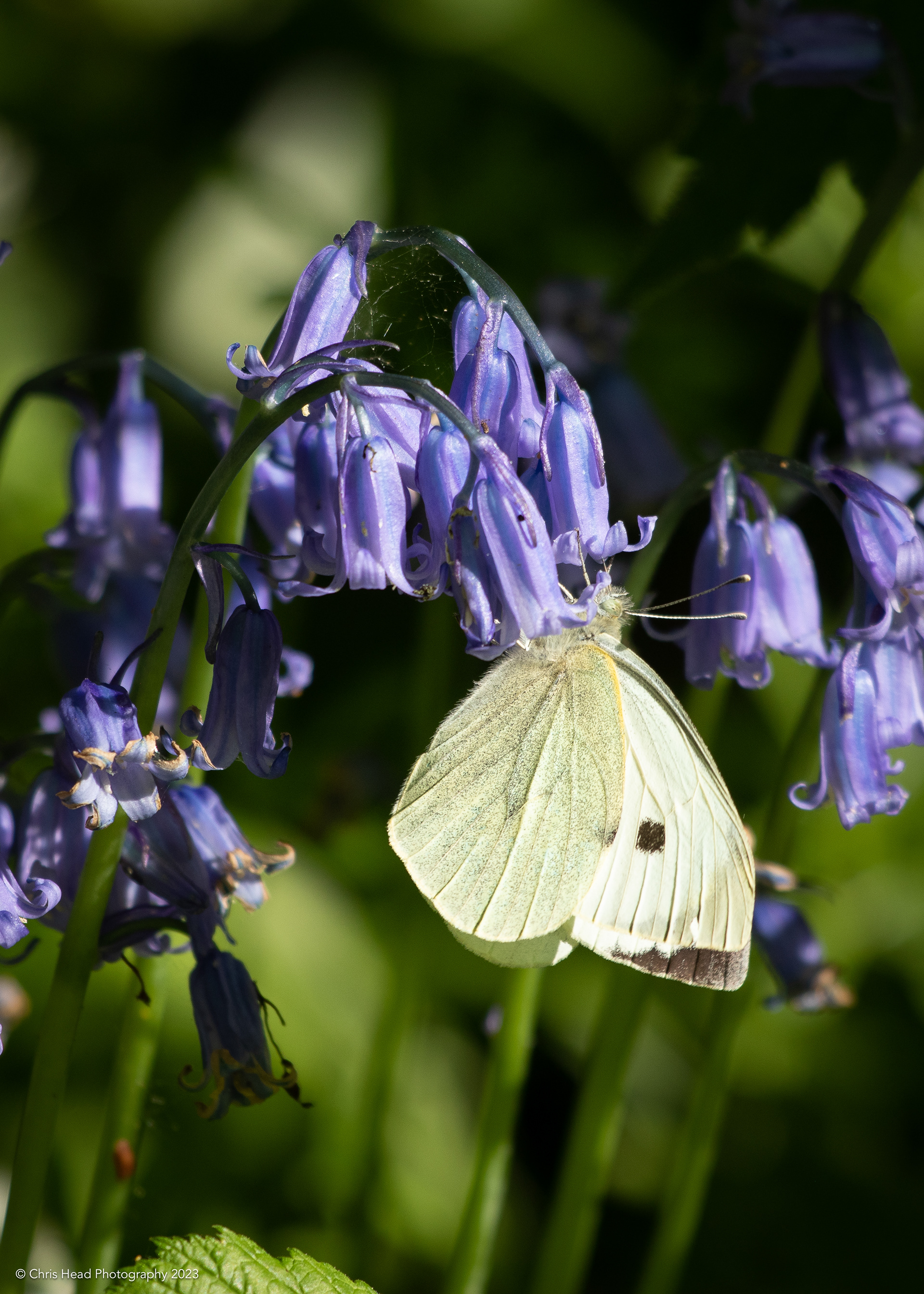 Large White