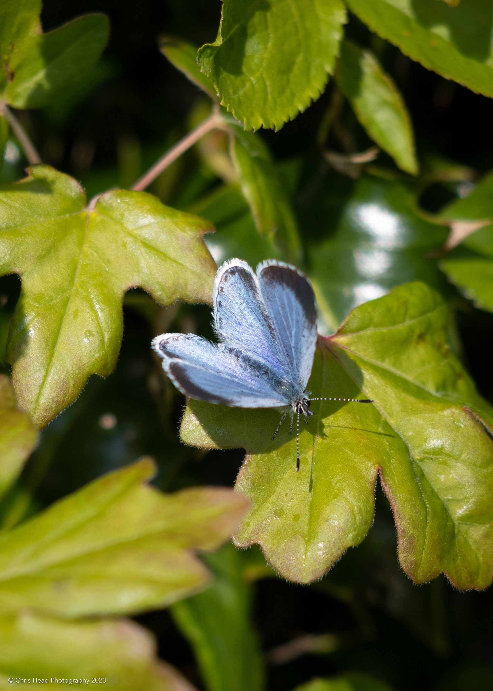 Holly Blue