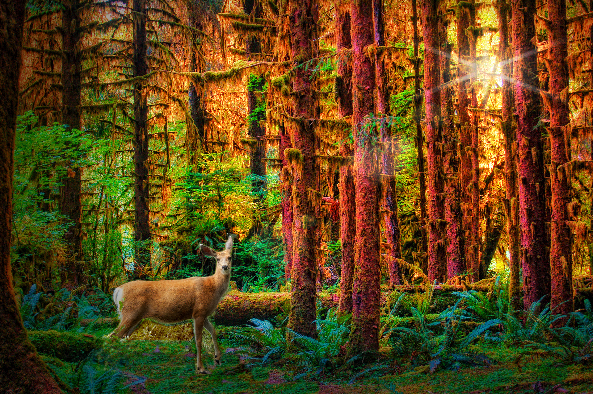 Olympic Rain Forest