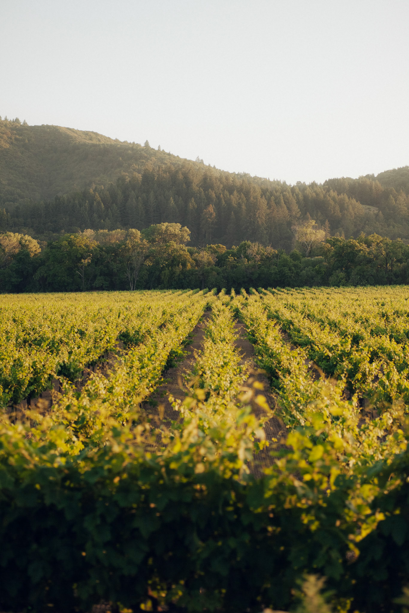 Bride and groom celebrate their marriage with an elegant reception in wine country