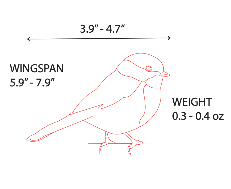 AVERAGE SIZE