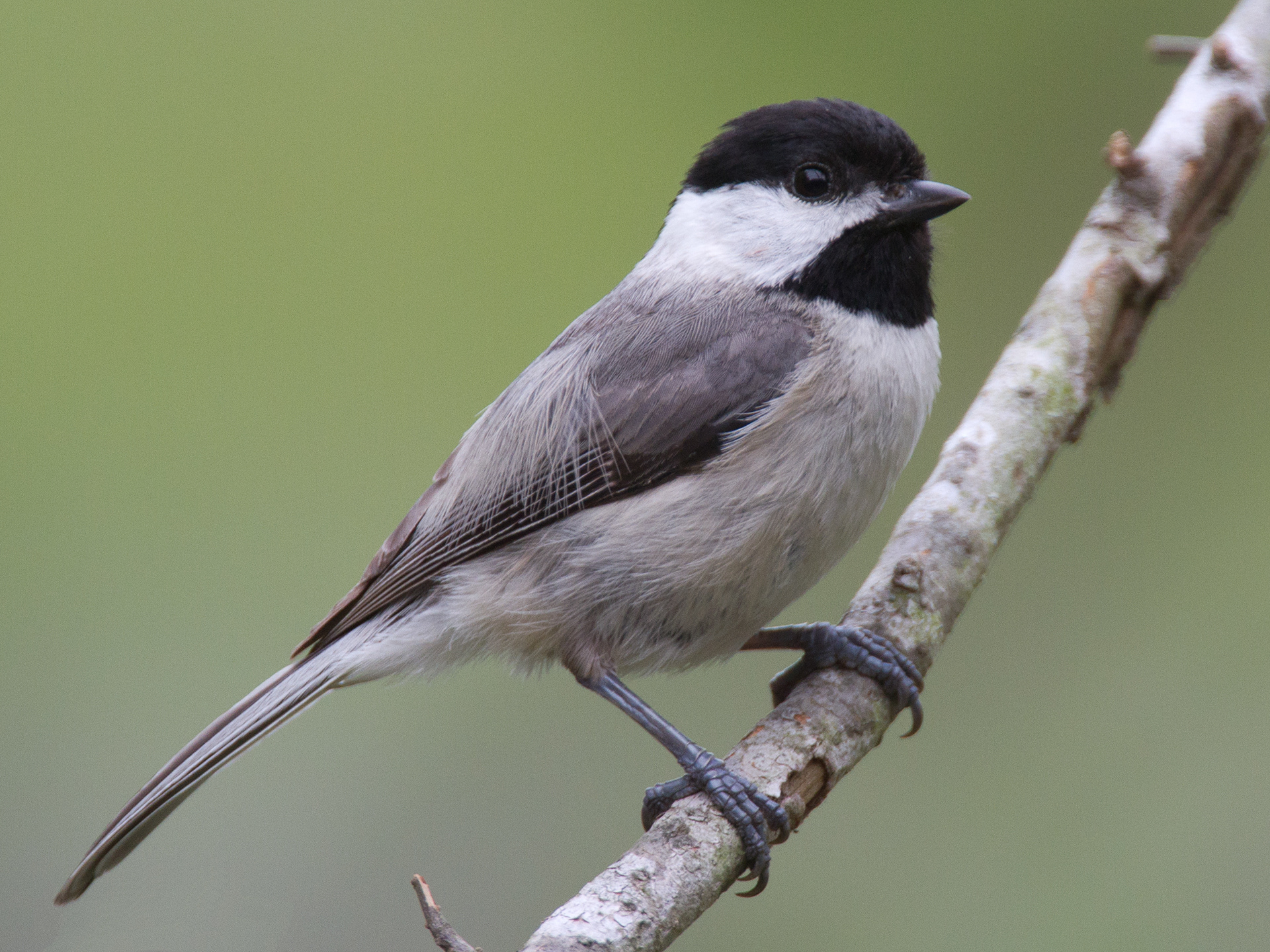 Carolina Chickadee captured by Dan Pancamo