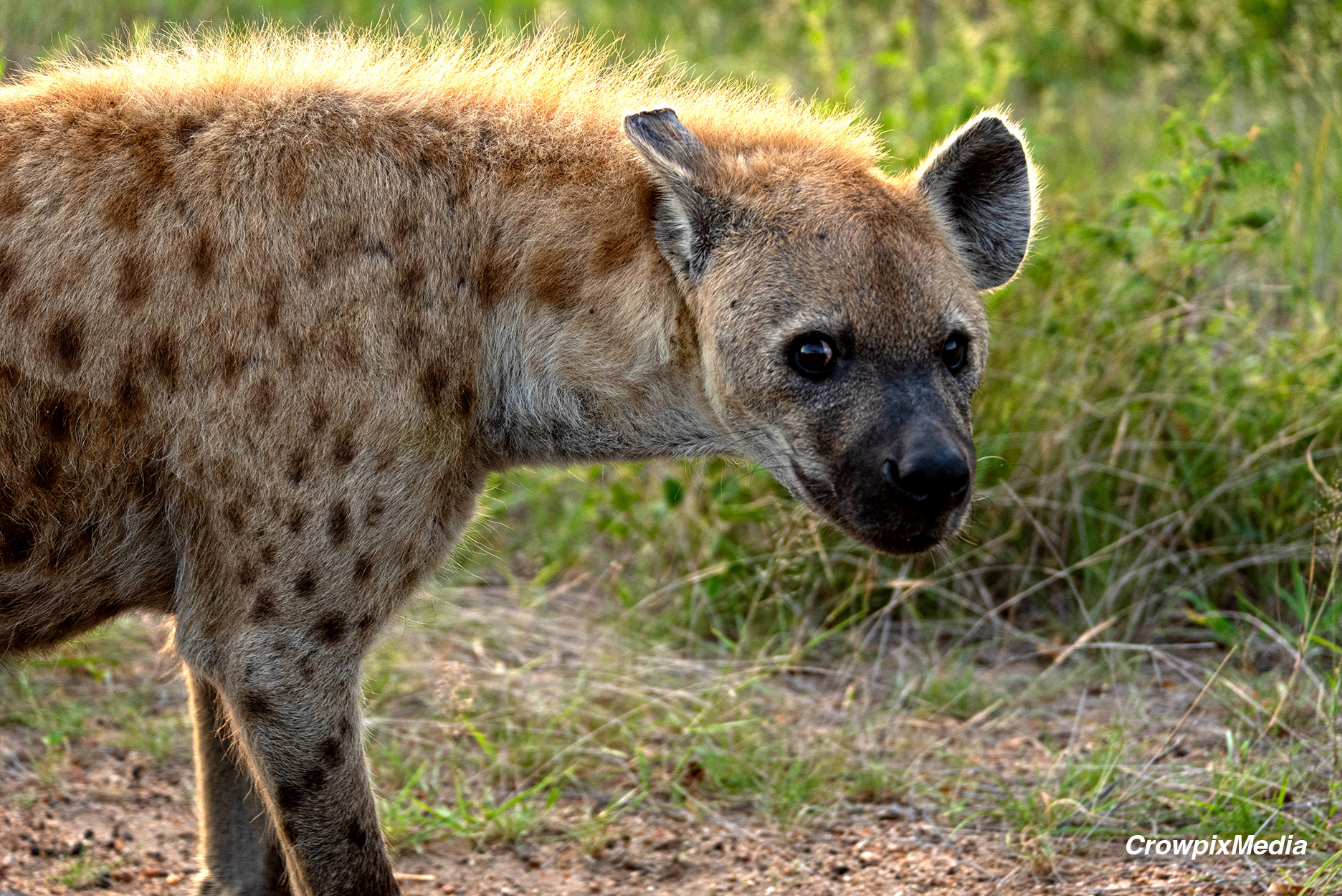 alt="hyena conservation wildlife photography Africa"