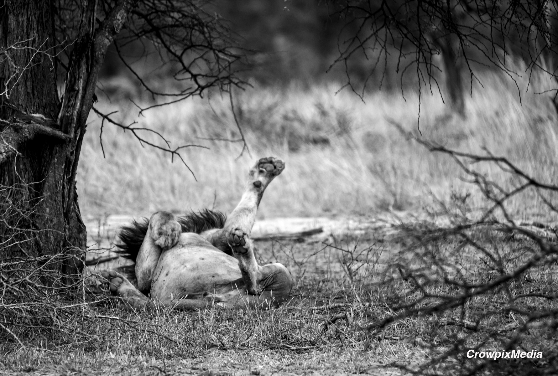 alt="lion conservation wildlife photography Africa"