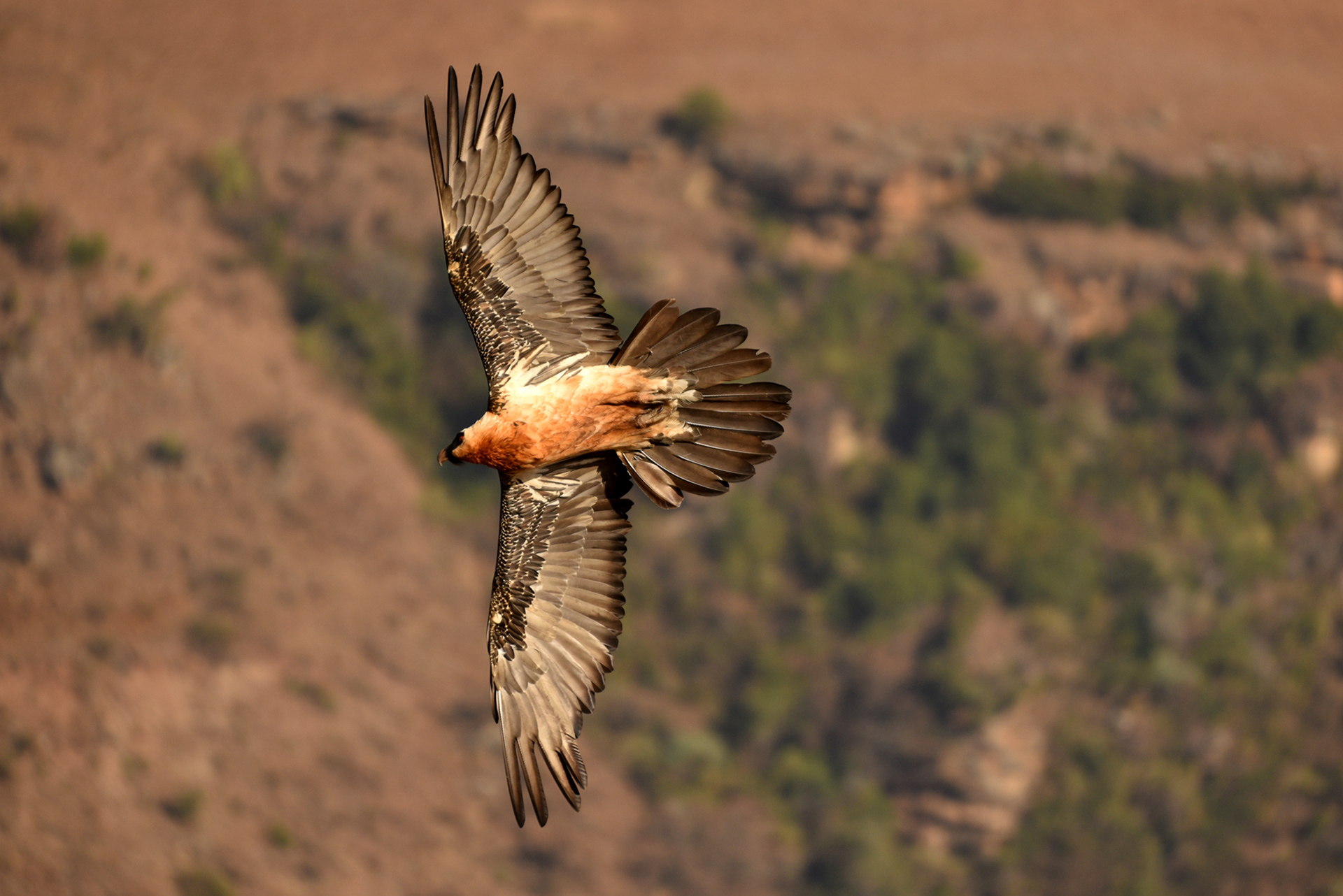 alt="bearded vulture drakensberg conservation wildlife photography Africa"