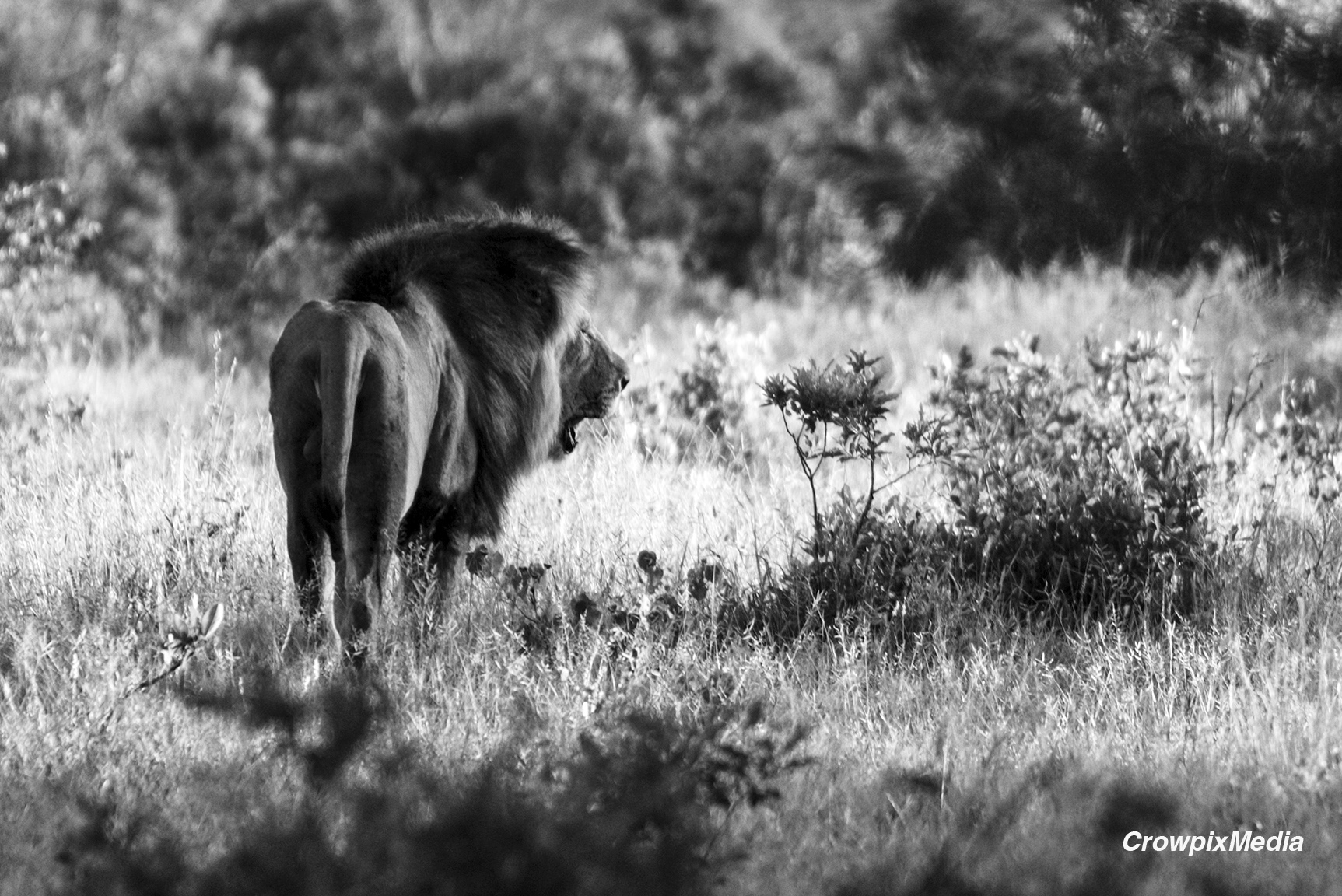 alt="lion conservation wildlife photography Africa"