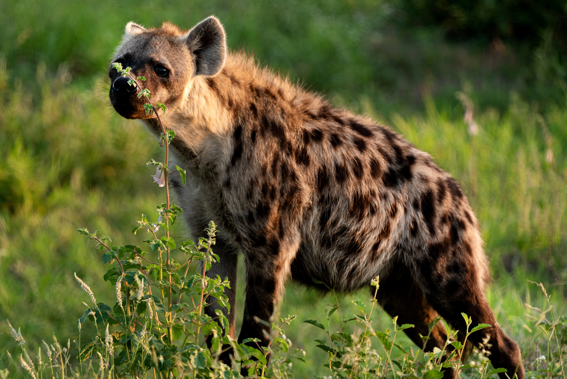 alt="hyena conservation wildlife photography Africa"