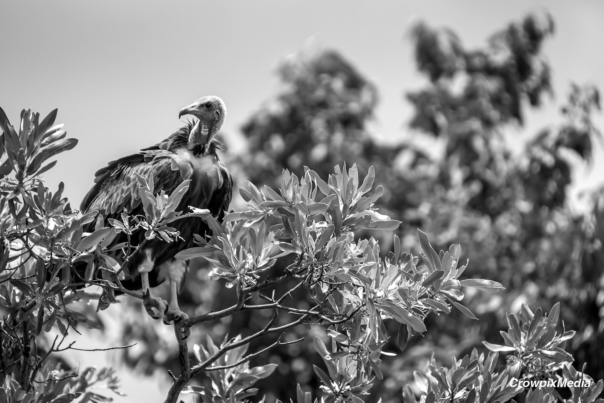 alt="lappet face vulture conservation wildlife photography Africa"
