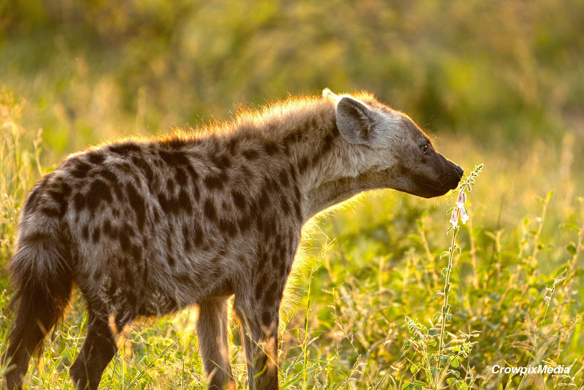 alt="hyena conservation wildlife photography Africa"