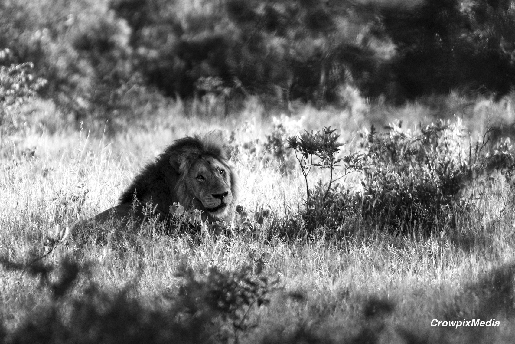 alt="lion conservation wildlife photography Africa"
