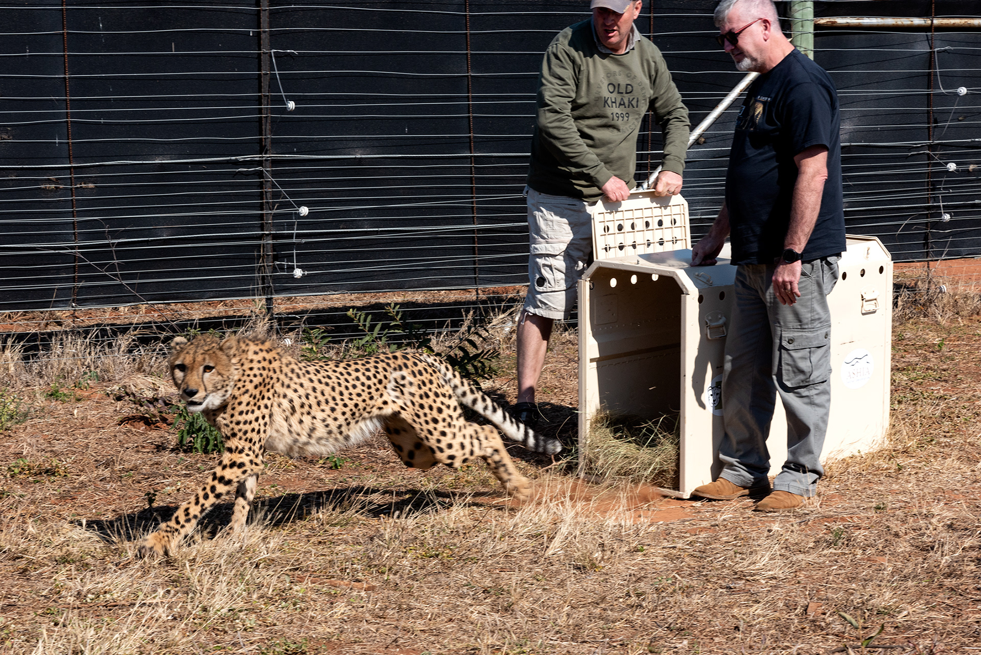 alt="cheetah sunset conservation wildlife photography Africa crowpix media"