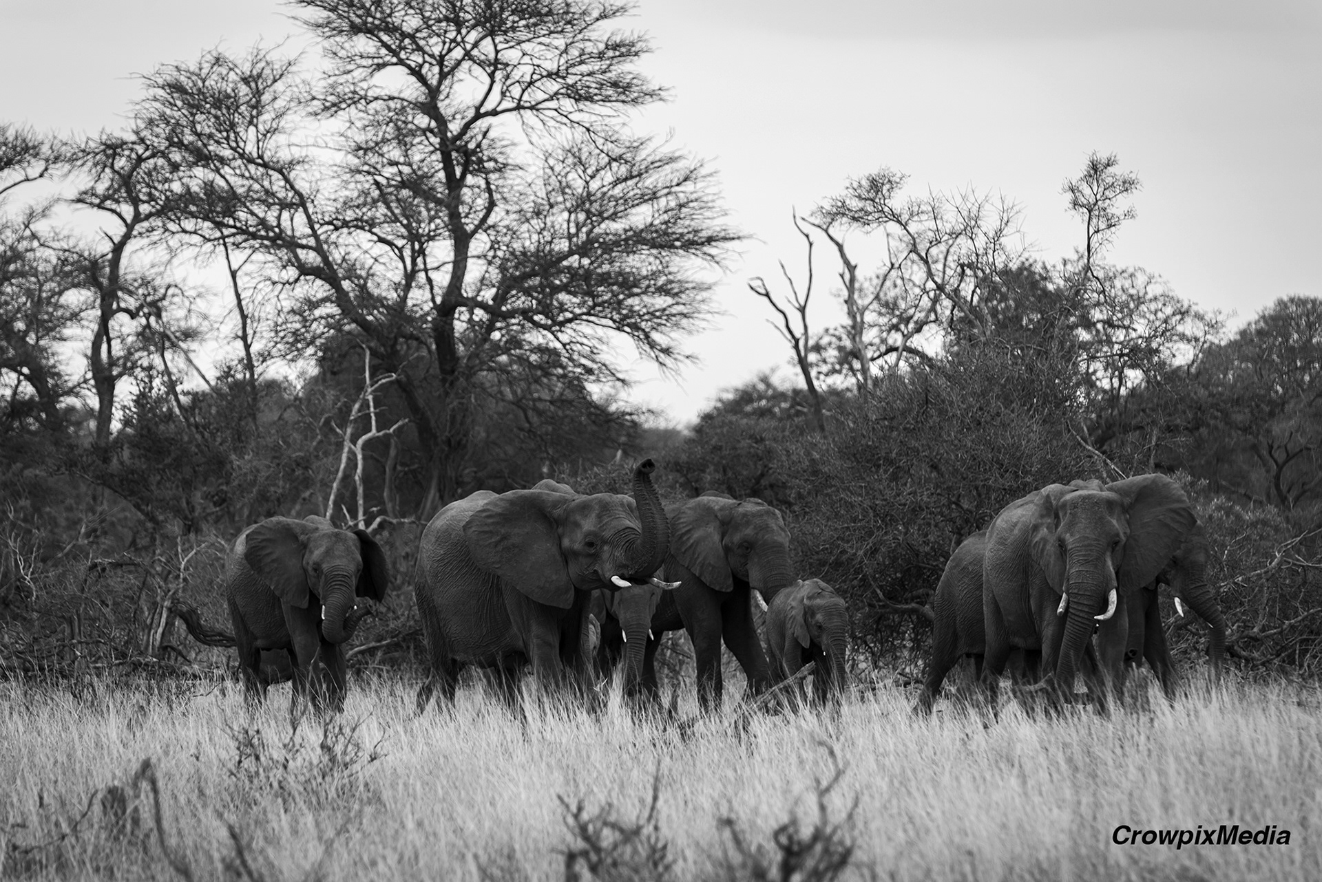 alt="elephants herd conservation wildlife photography Africa"