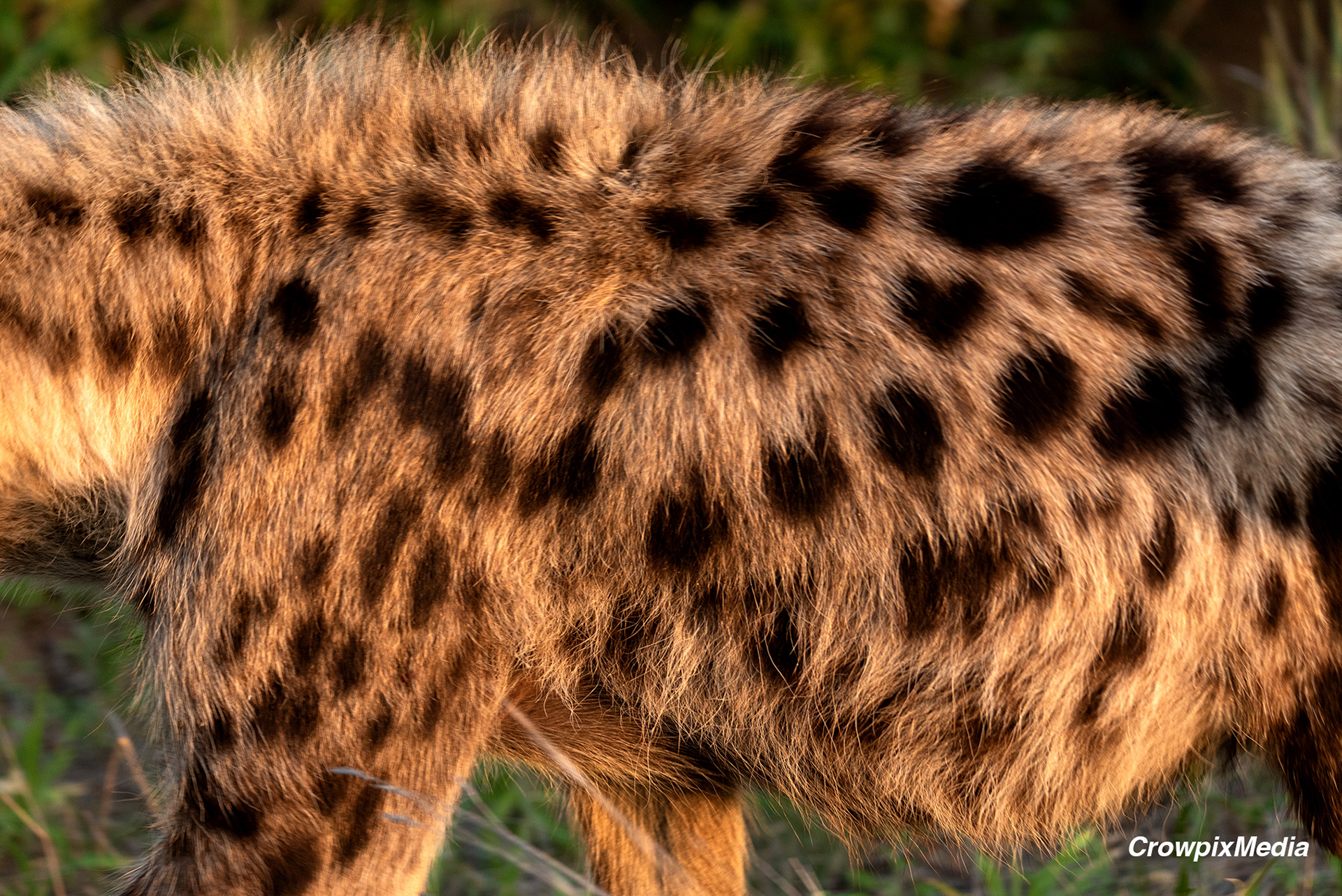 alt="hyena conservation wildlife photography Africa"