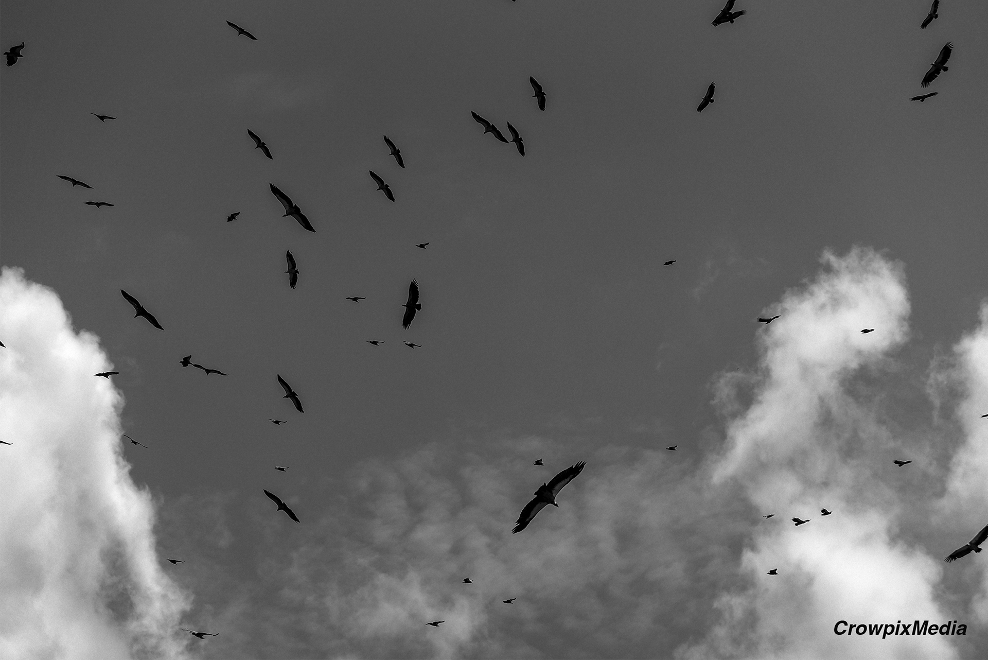 alt="lappet face vulture conservation wildlife photography Africa"