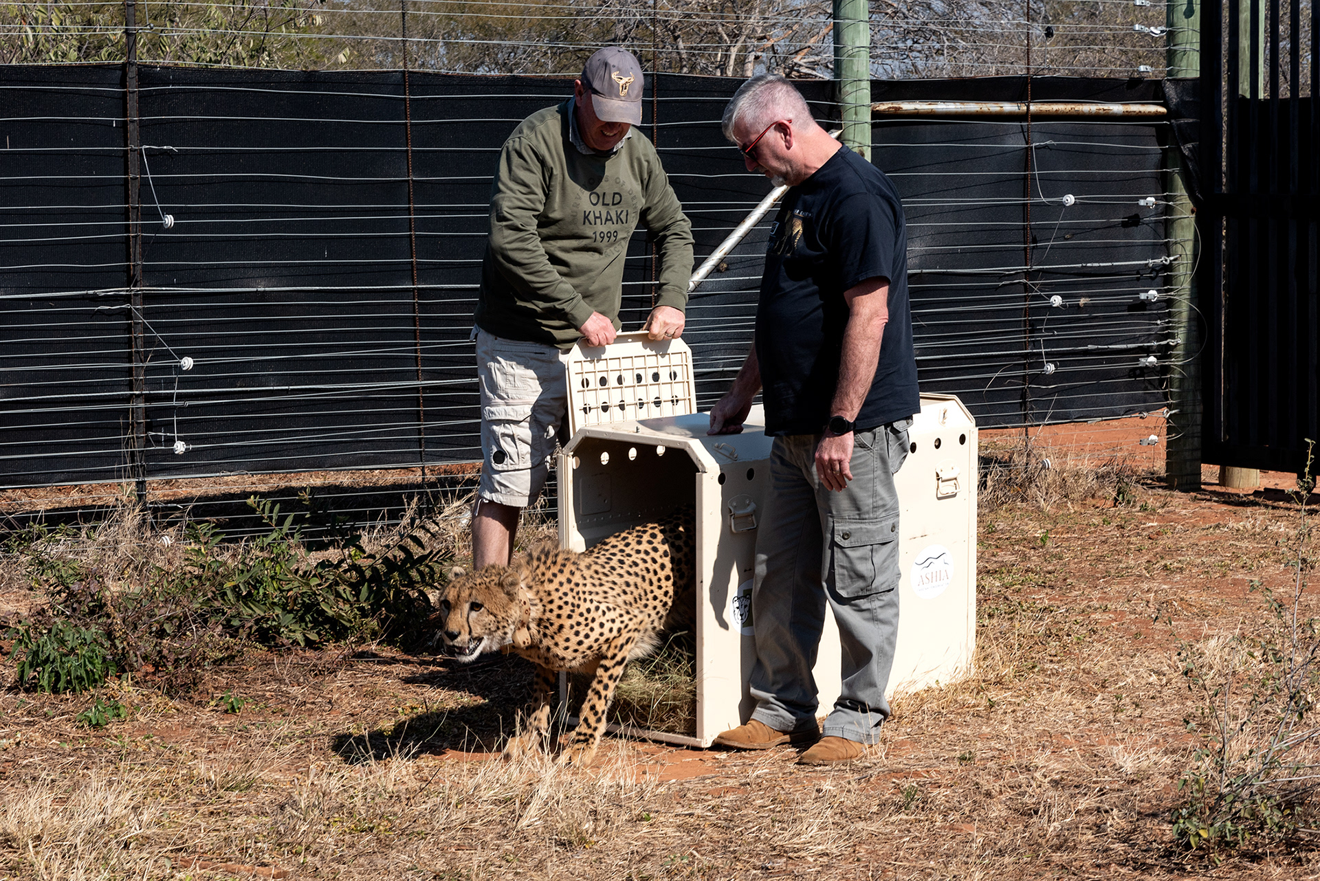 alt="cheetah sunset conservation wildlife photography Africa crowpix media"
