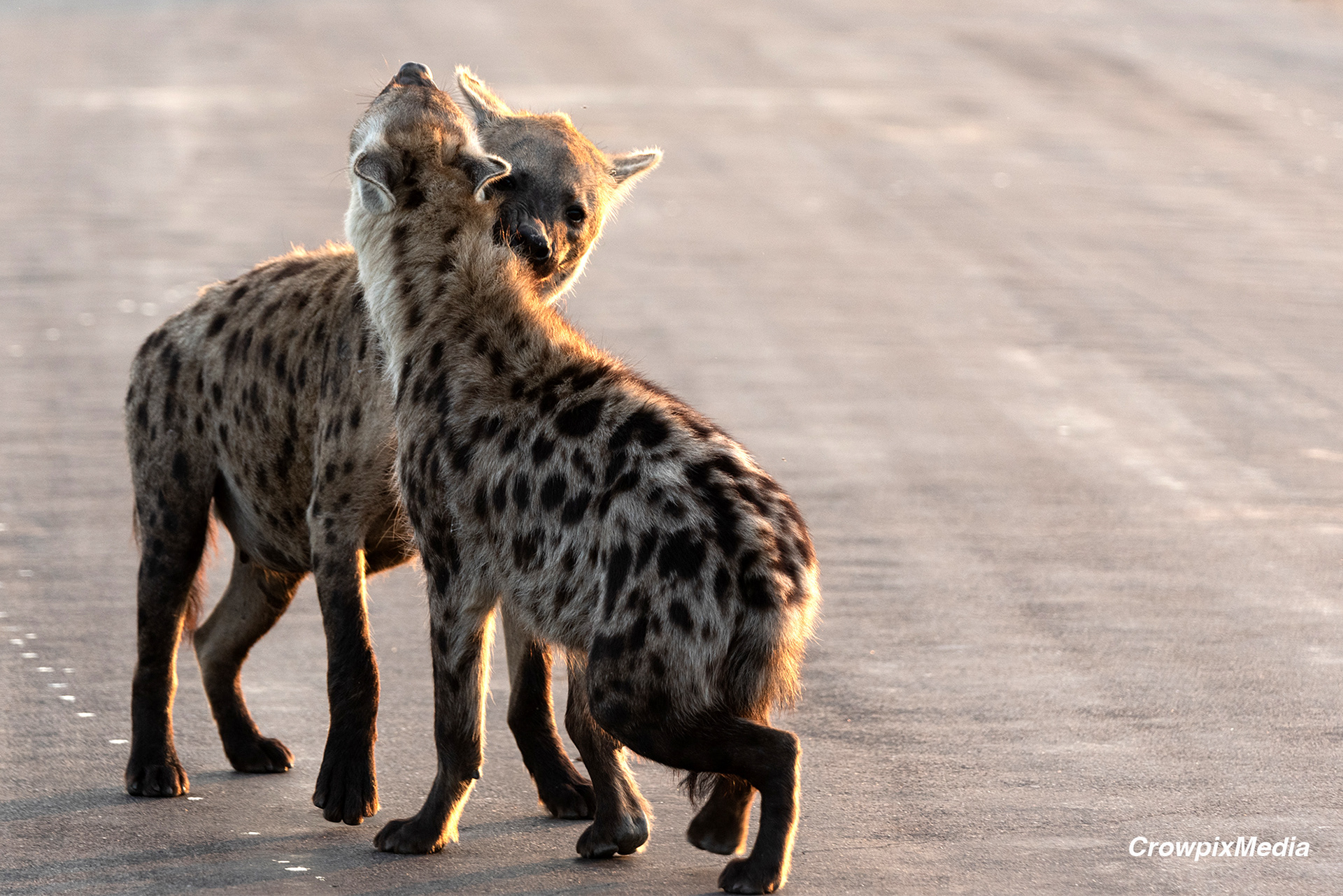 alt="hyena conservation wildlife photography Africa"