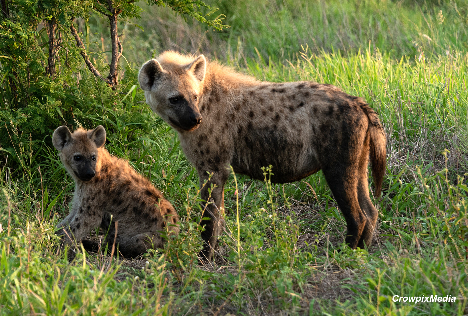 alt="hyena conservation wildlife photography Africa"